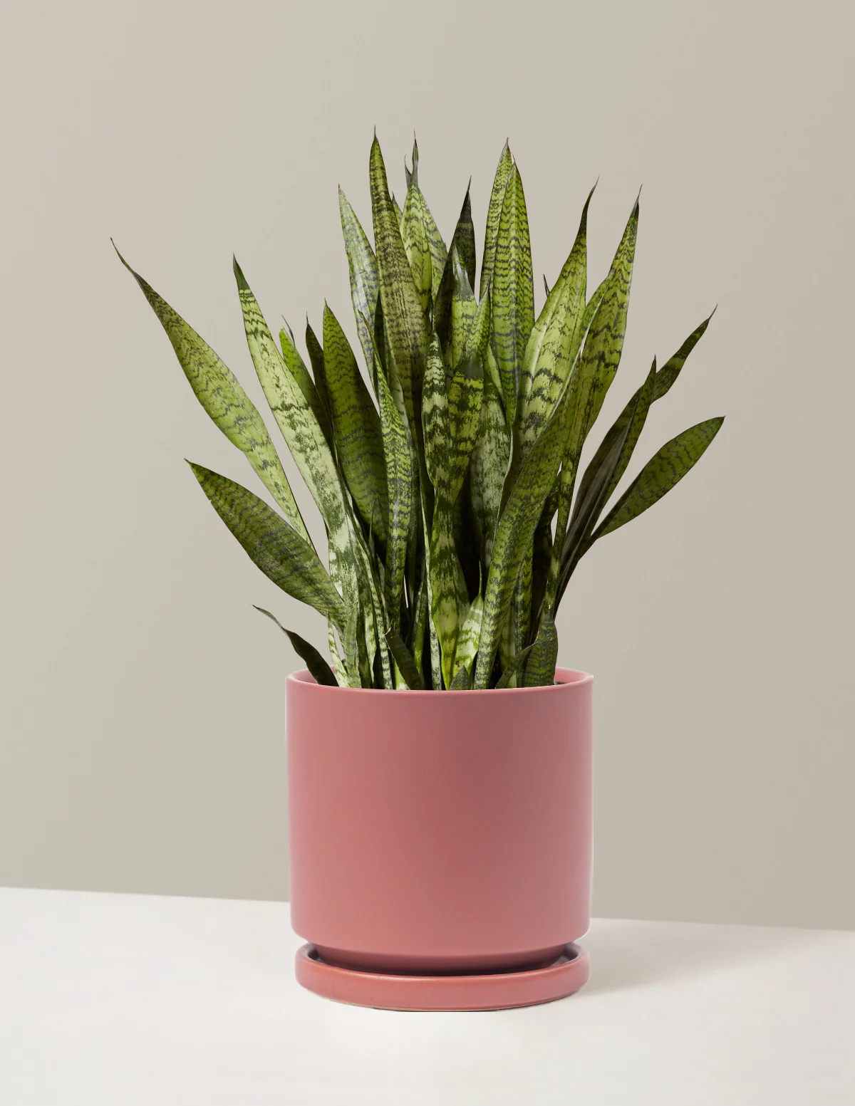 Snake Plant Zeylanica - Image 38