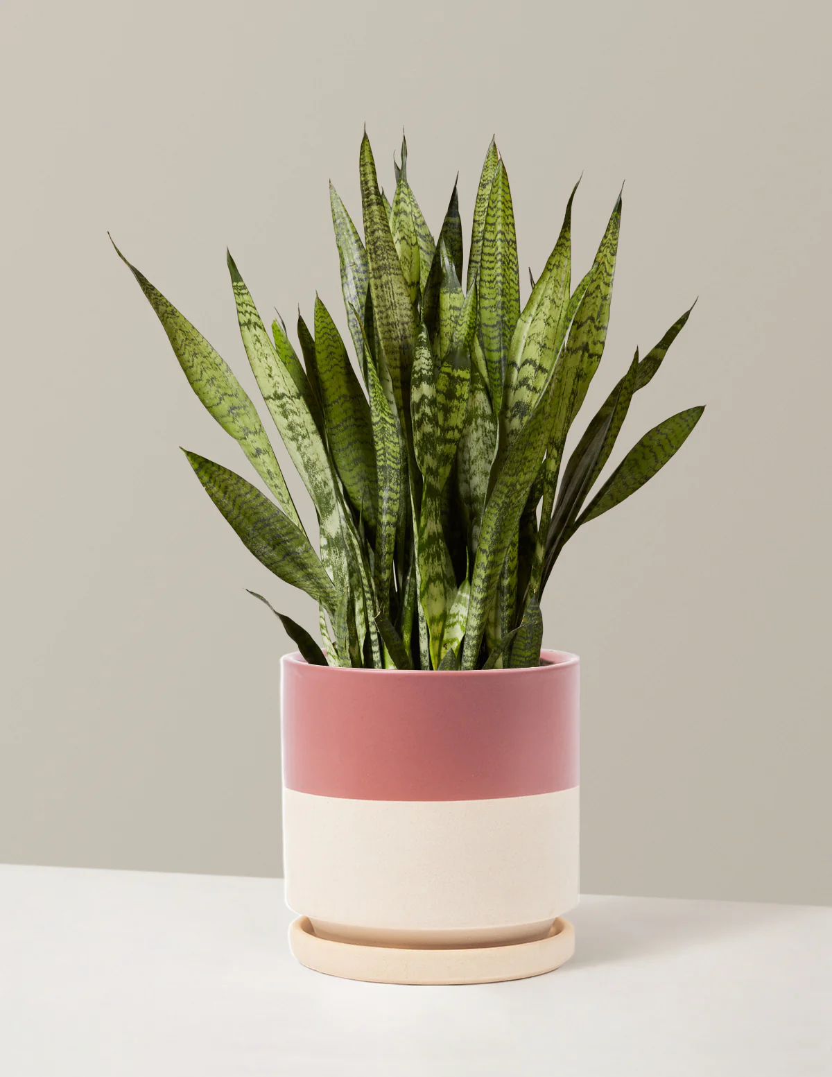Snake Plant Zeylanica - Image 39