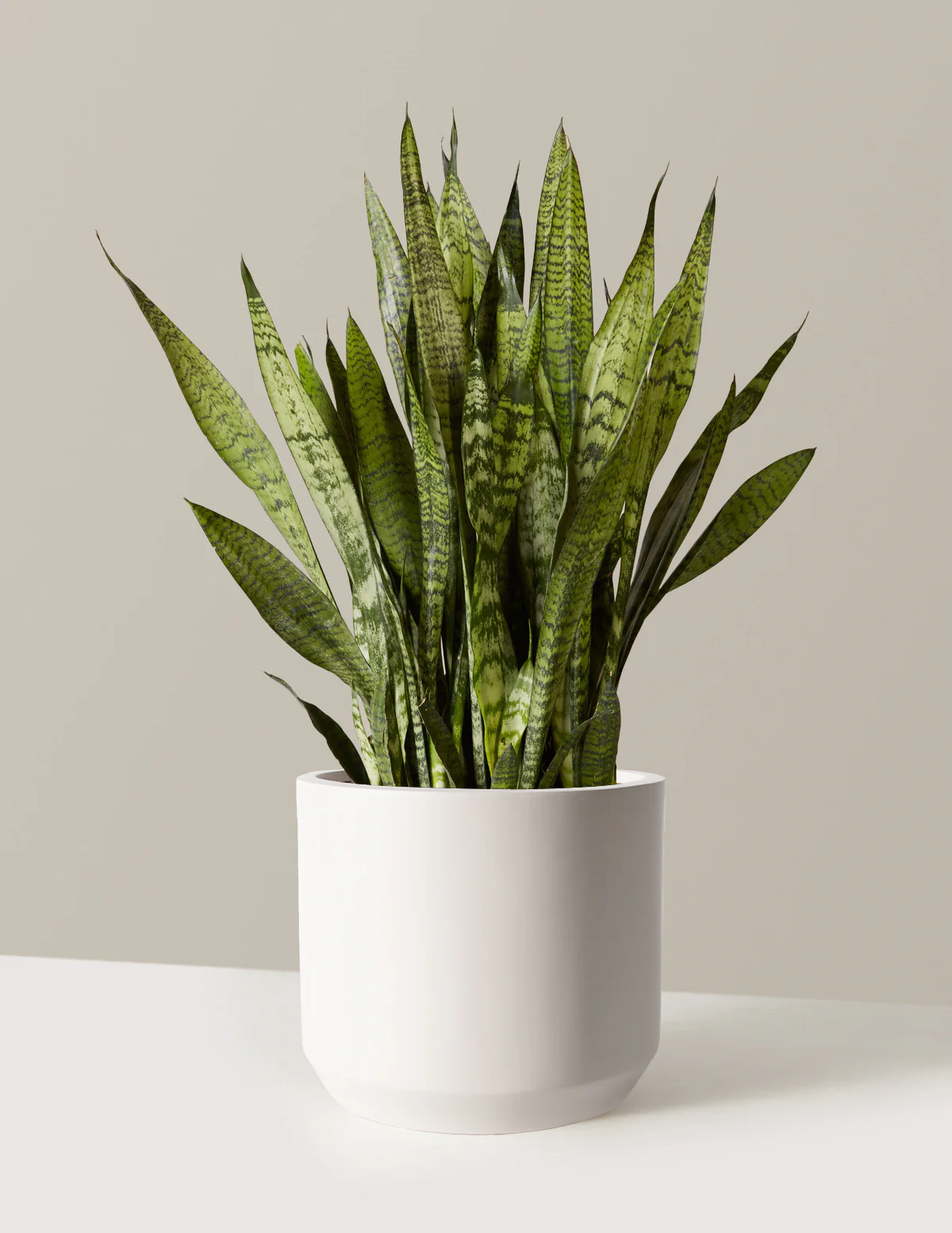 Snake Plant Zeylanica - Image 4