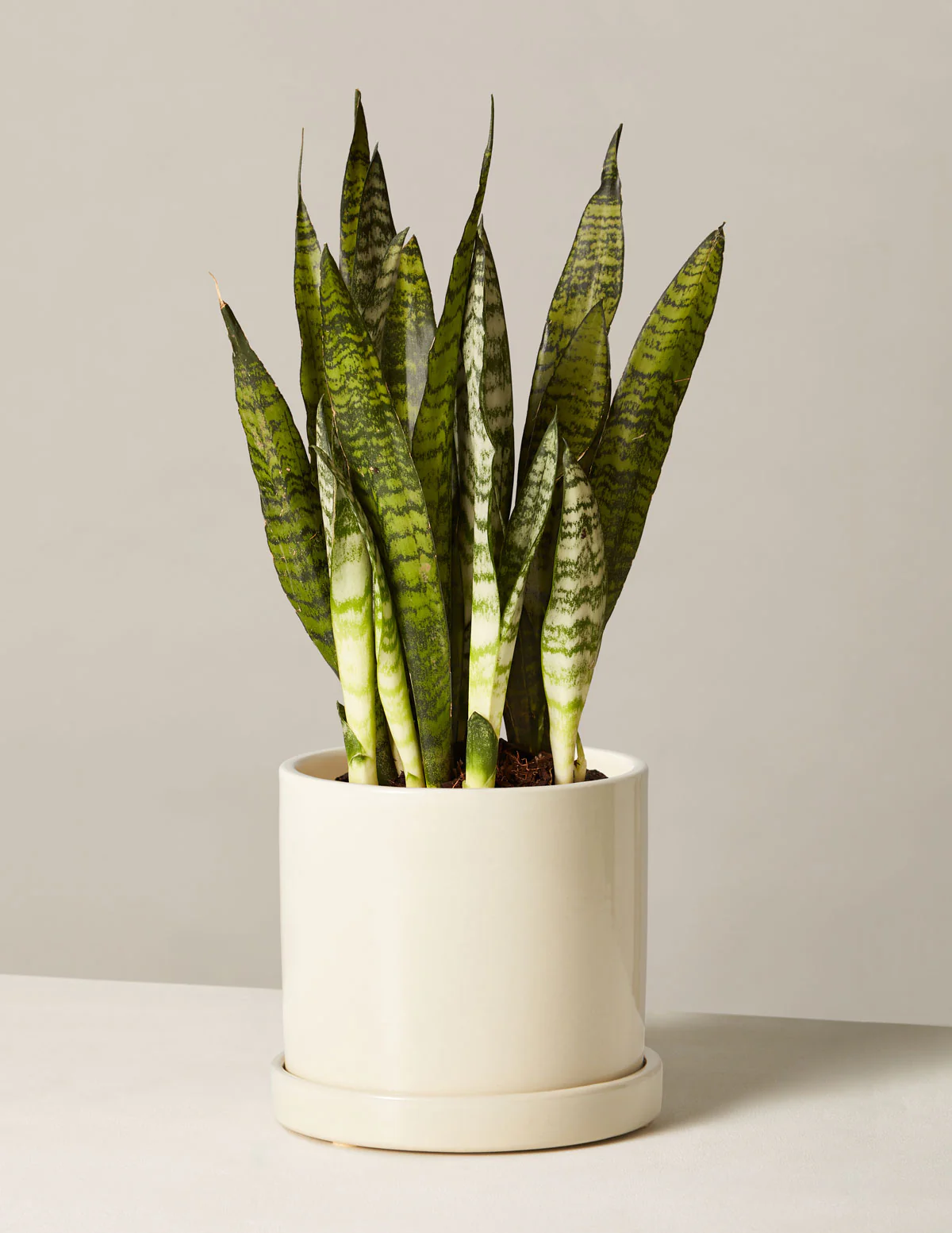Snake Plant Zeylanica - Image 40