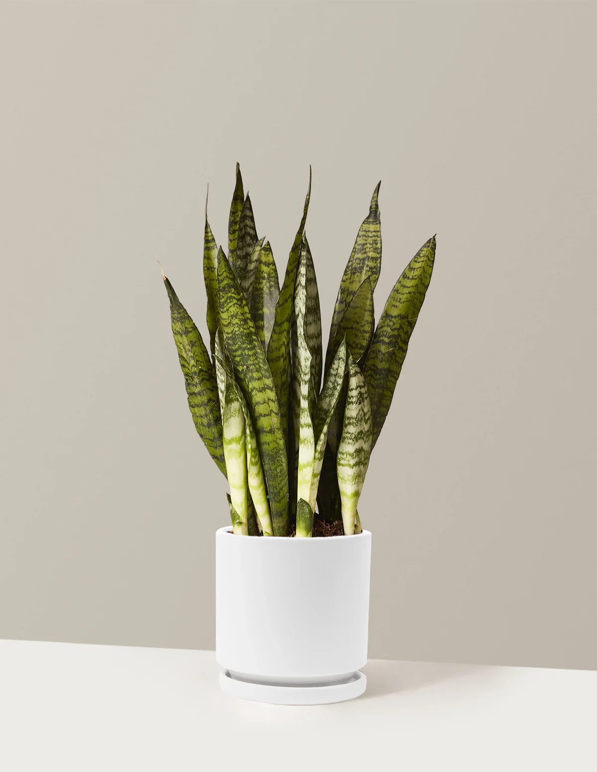 Snake Plant Zeylanica - Image 41