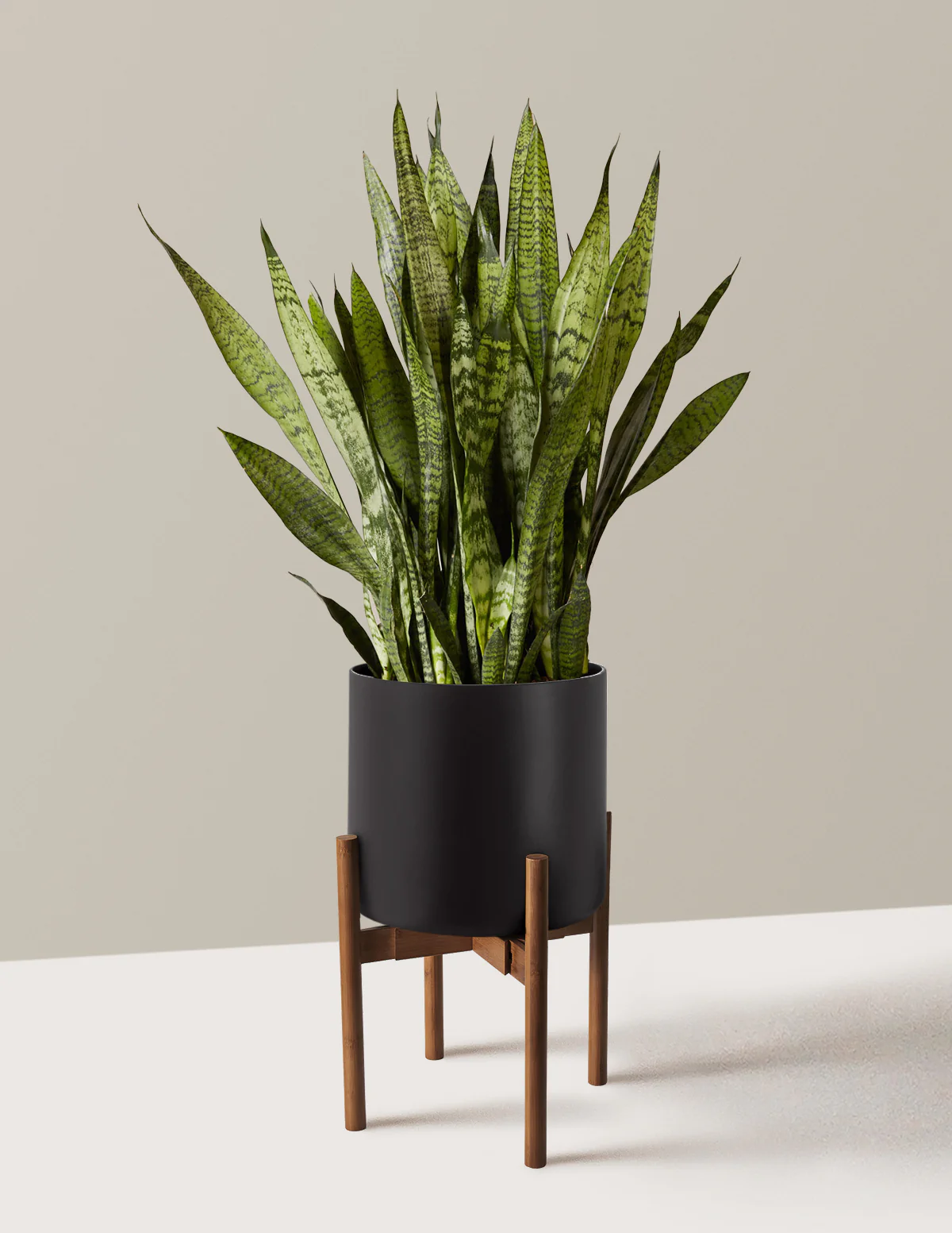 Snake Plant Zeylanica - Image 42
