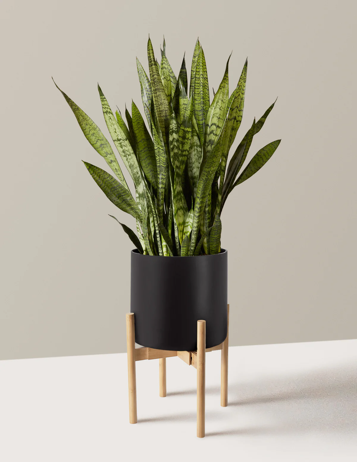 Snake Plant Zeylanica - Image 43