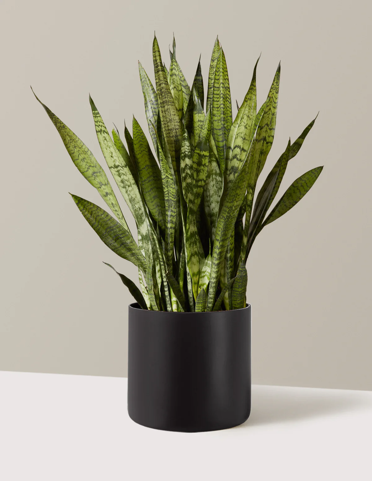 Snake Plant Zeylanica - Image 44