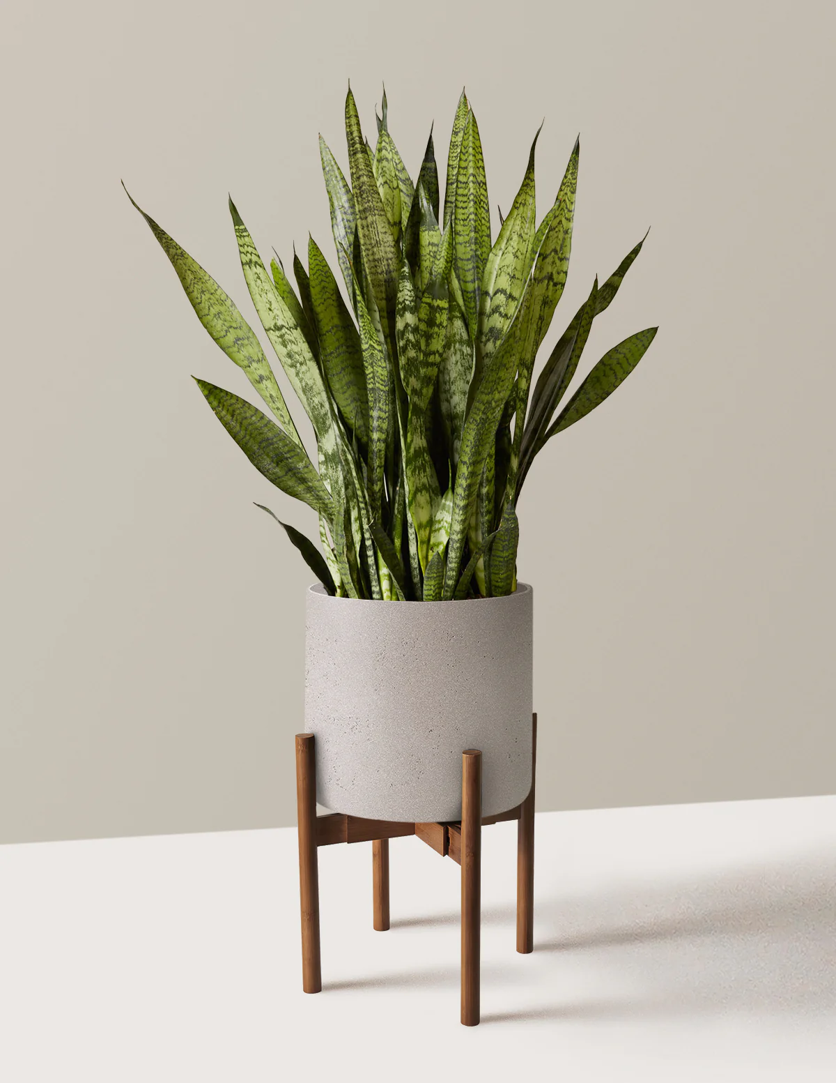 Snake Plant Zeylanica - Image 45