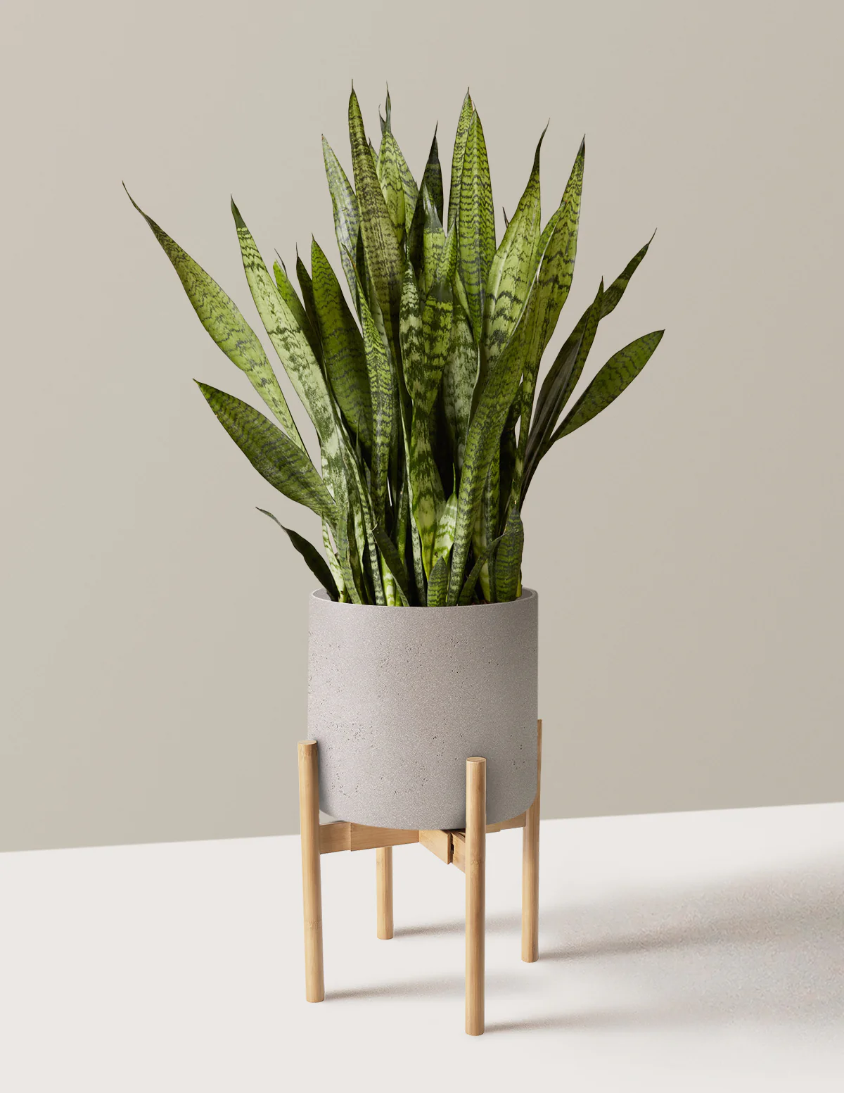 Snake Plant Zeylanica - Image 46