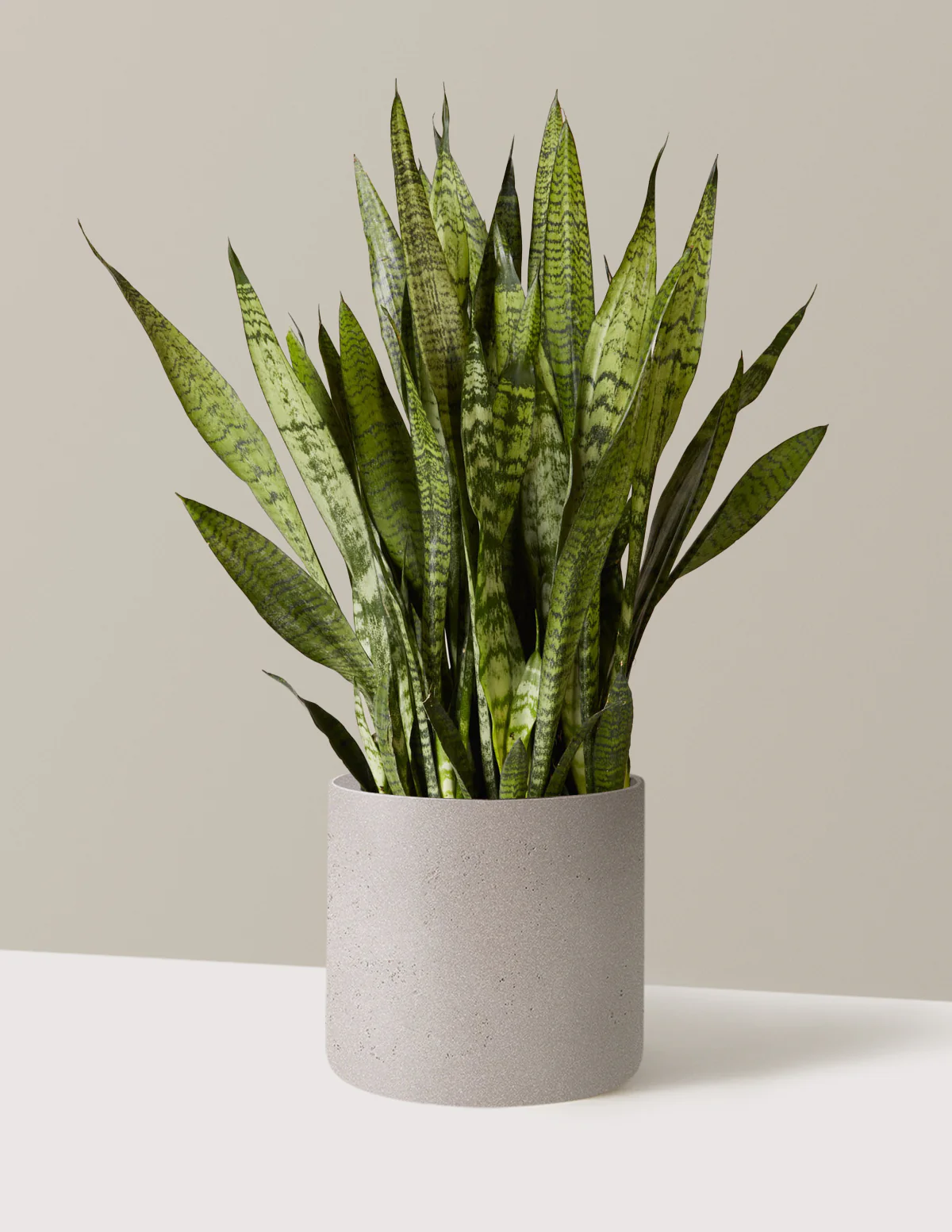 Snake Plant Zeylanica - Image 47