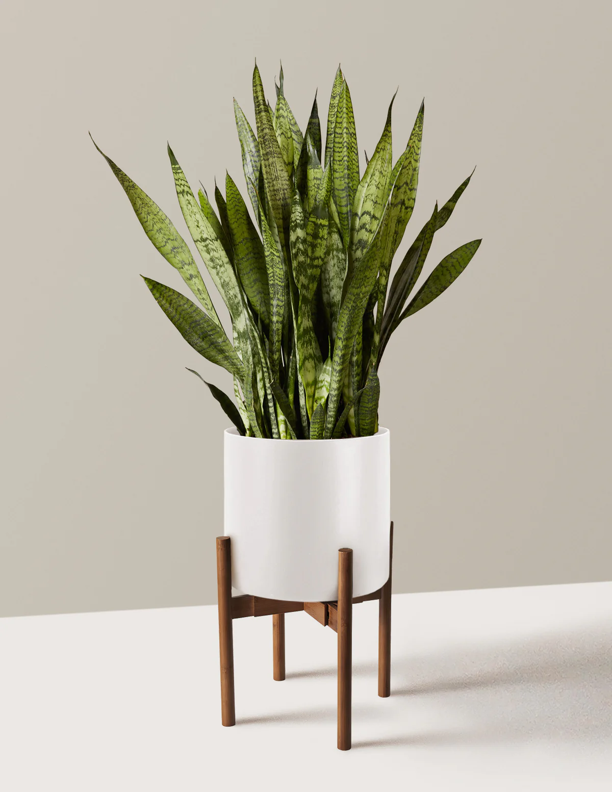 Snake Plant Zeylanica - Image 48