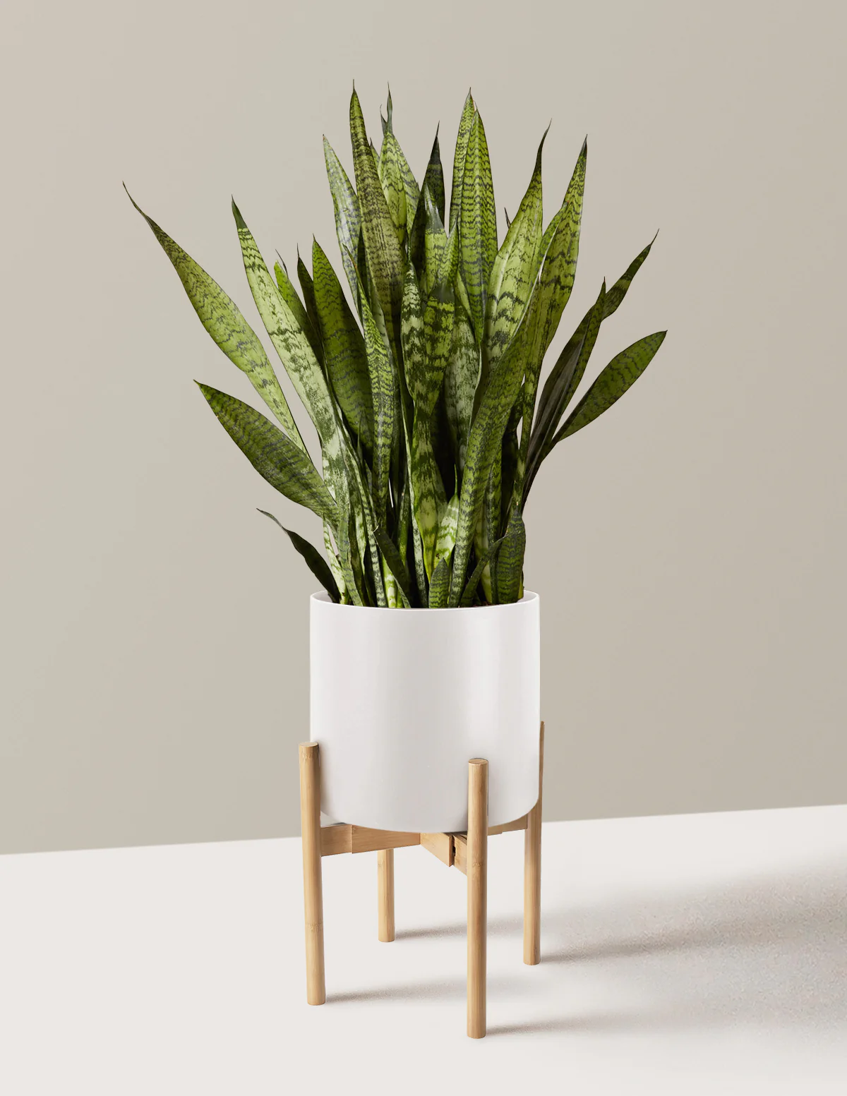 Snake Plant Zeylanica - Image 49