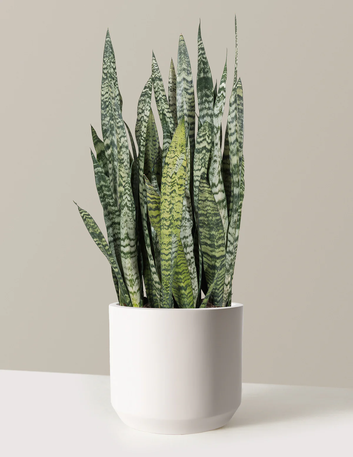 Snake Plant Zeylanica - Image 5