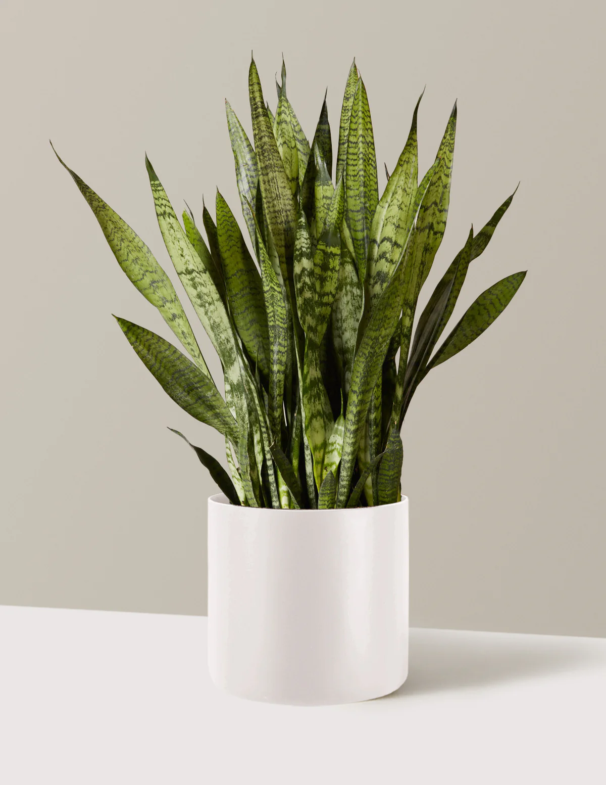 Snake Plant Zeylanica - Image 50