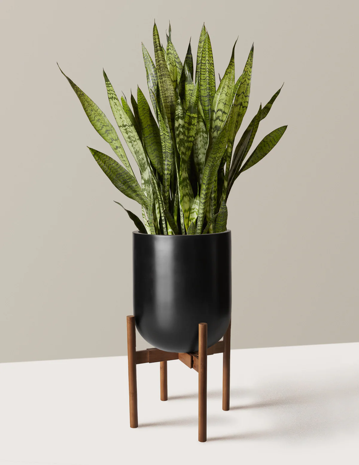 Snake Plant Zeylanica - Image 51