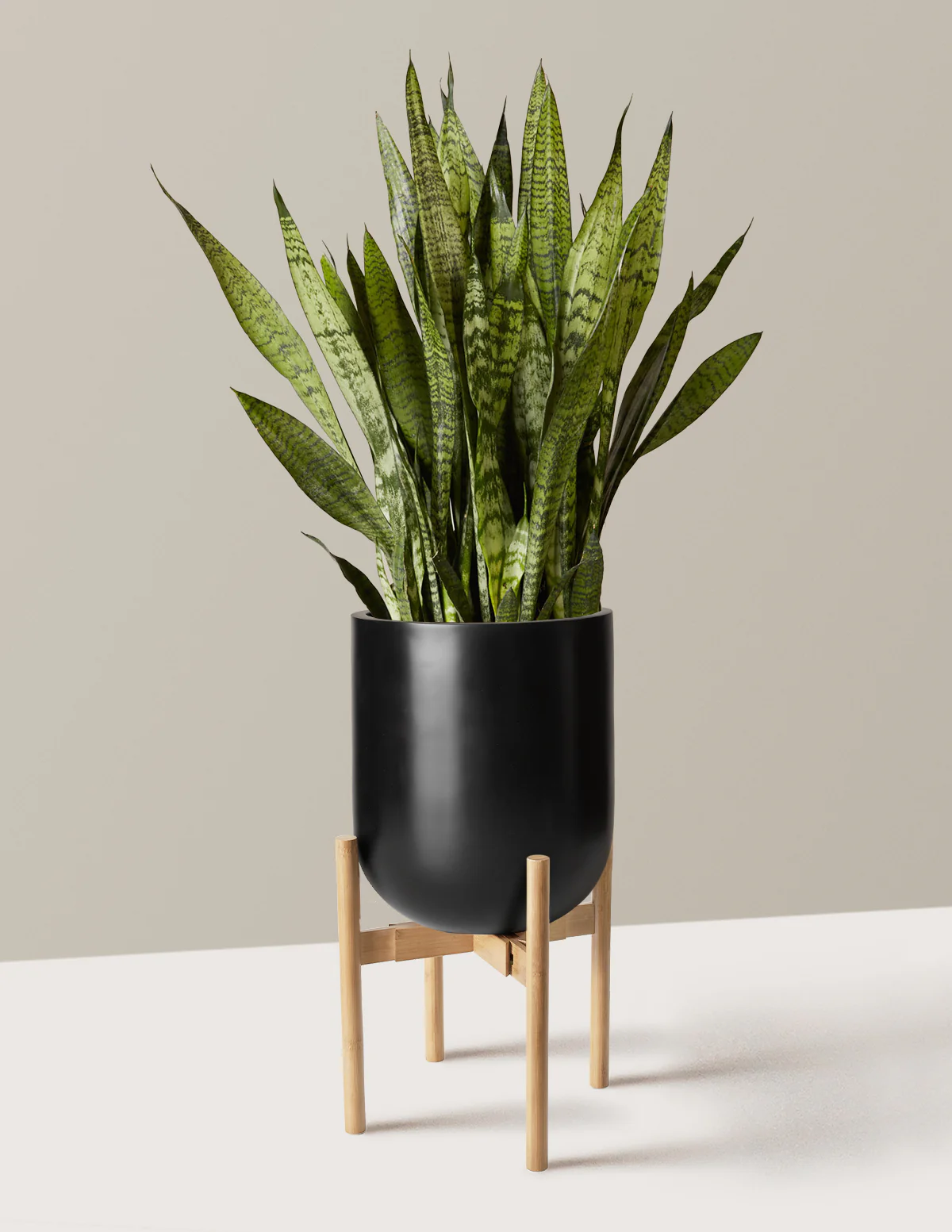 Snake Plant Zeylanica - Image 52