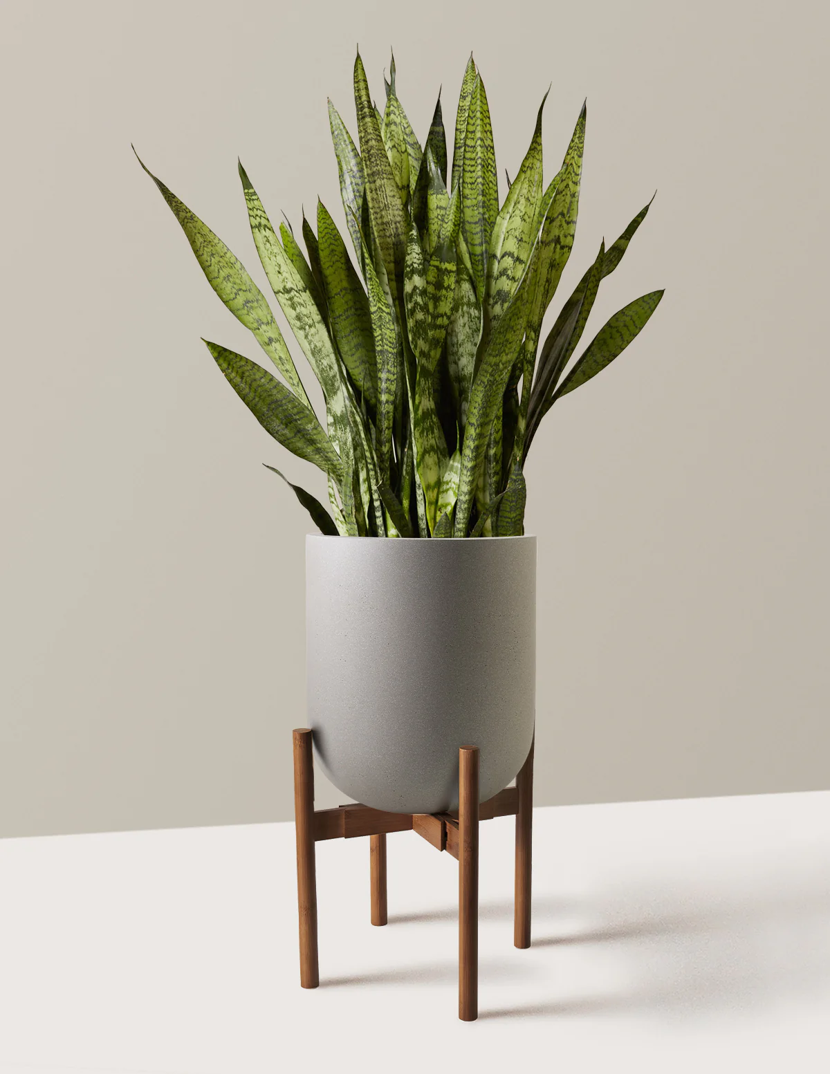 Snake Plant Zeylanica - Image 53