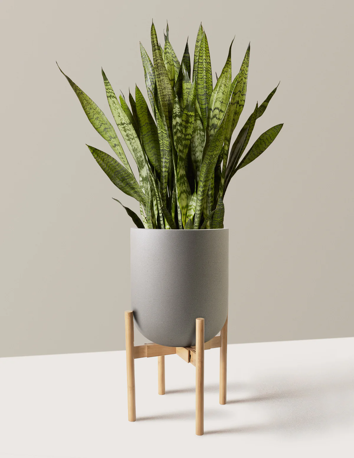 Snake Plant Zeylanica - Image 54