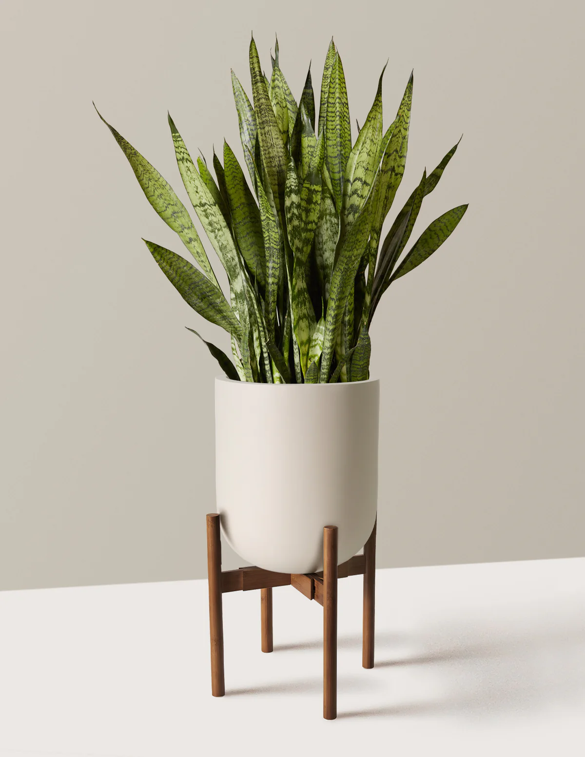 Snake Plant Zeylanica - Image 55
