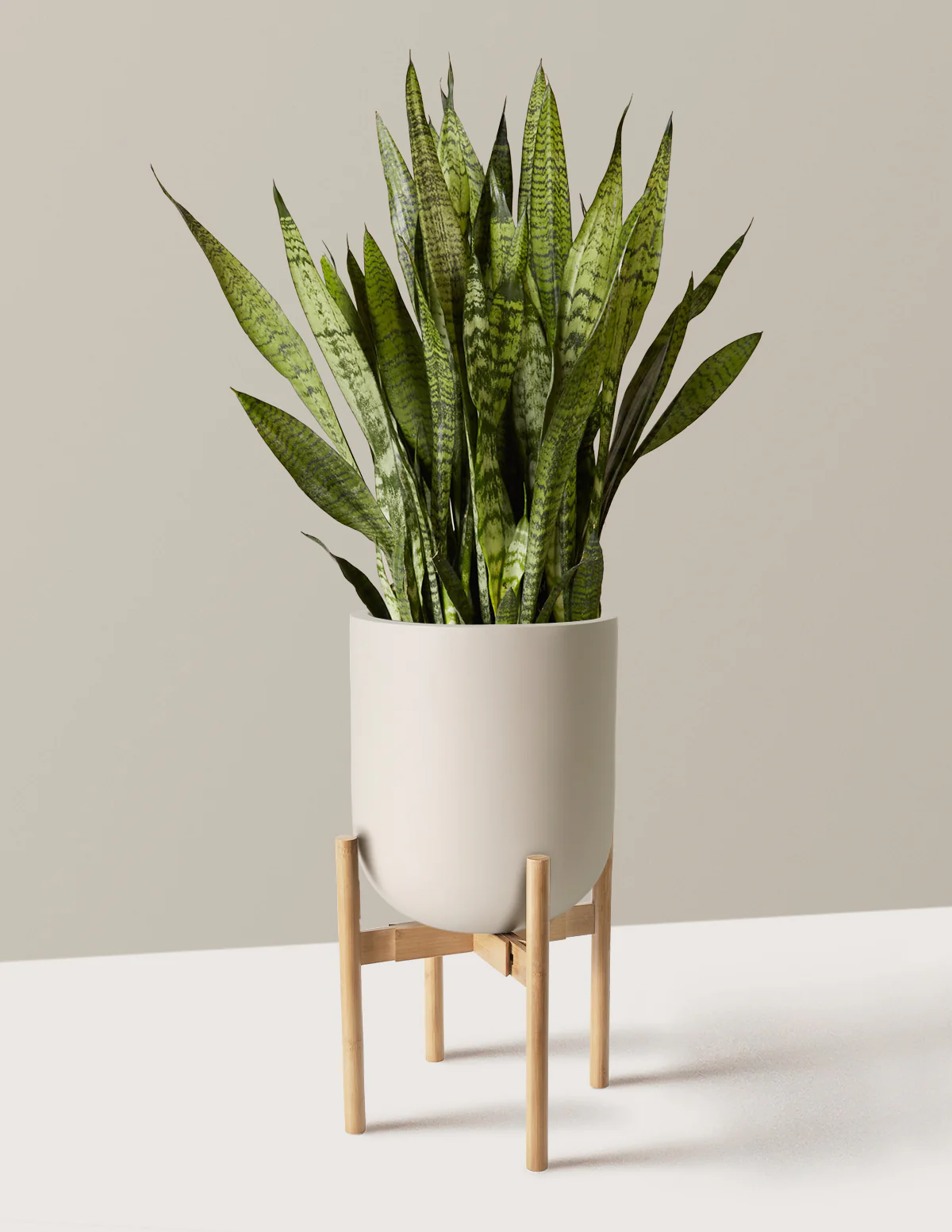 Snake Plant Zeylanica - Image 56