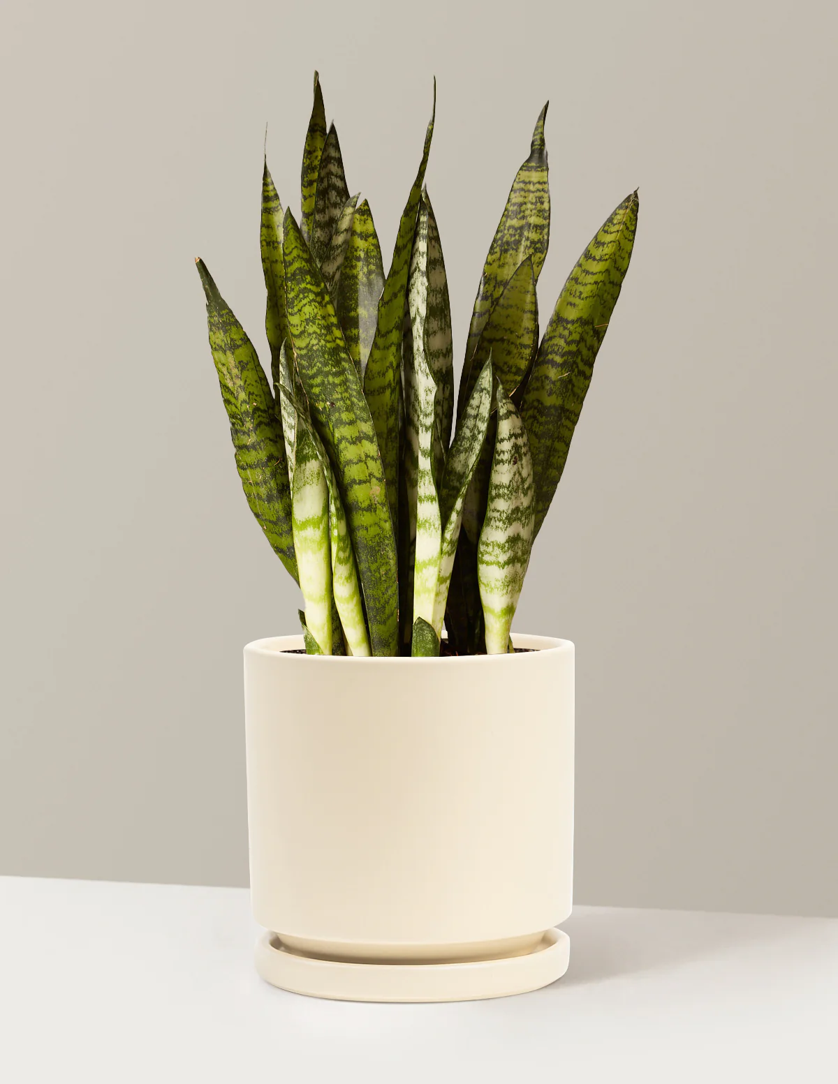 Snake Plant Zeylanica - Image 57
