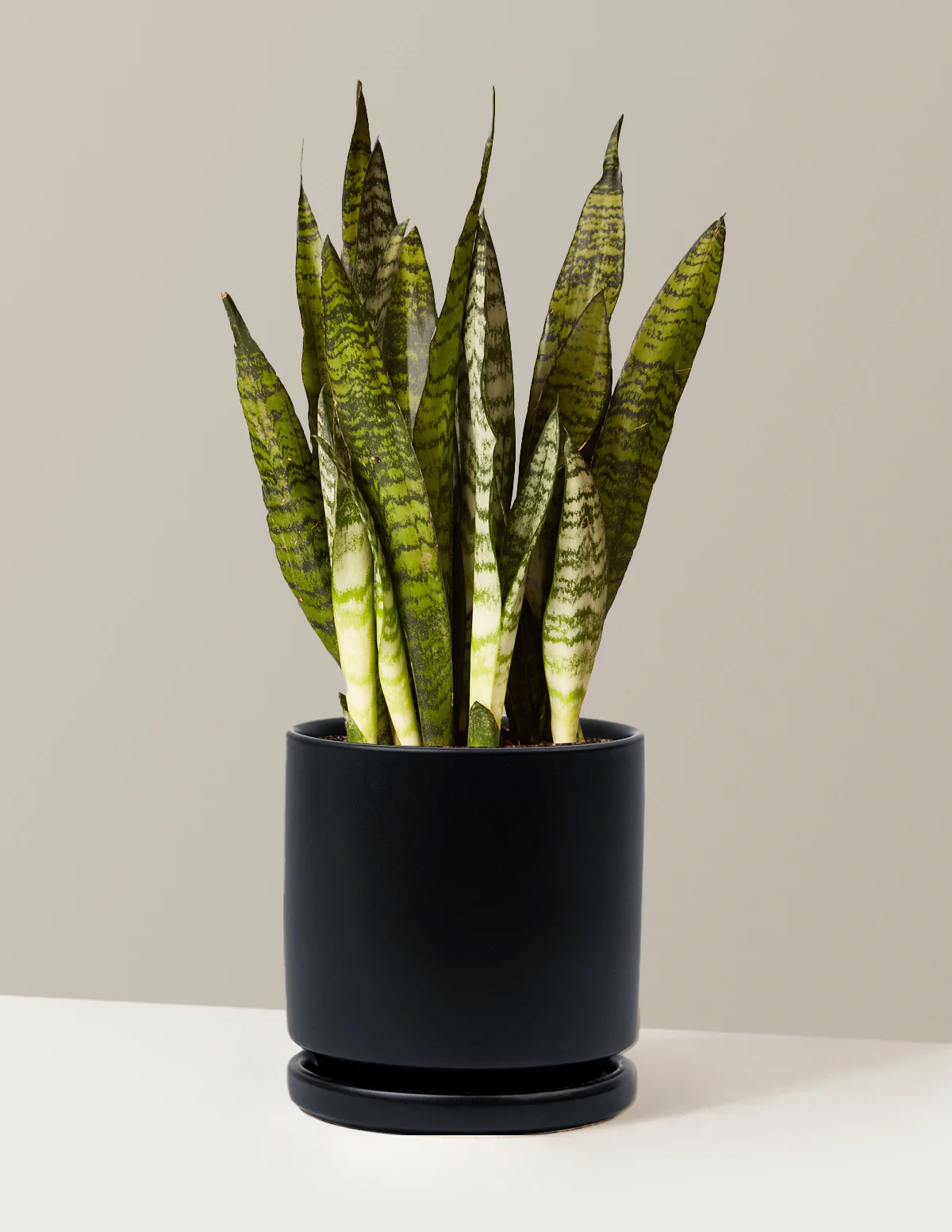 Snake Plant Zeylanica - Image 58