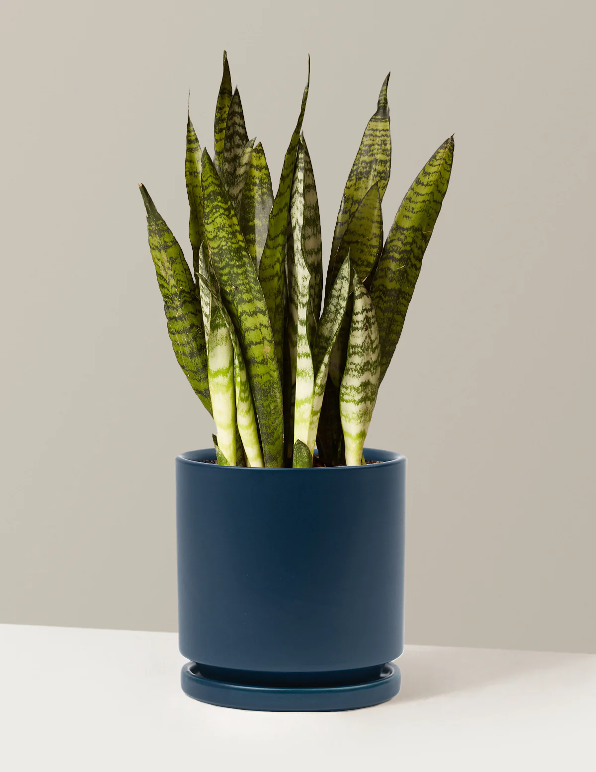 Snake Plant Zeylanica - Image 59