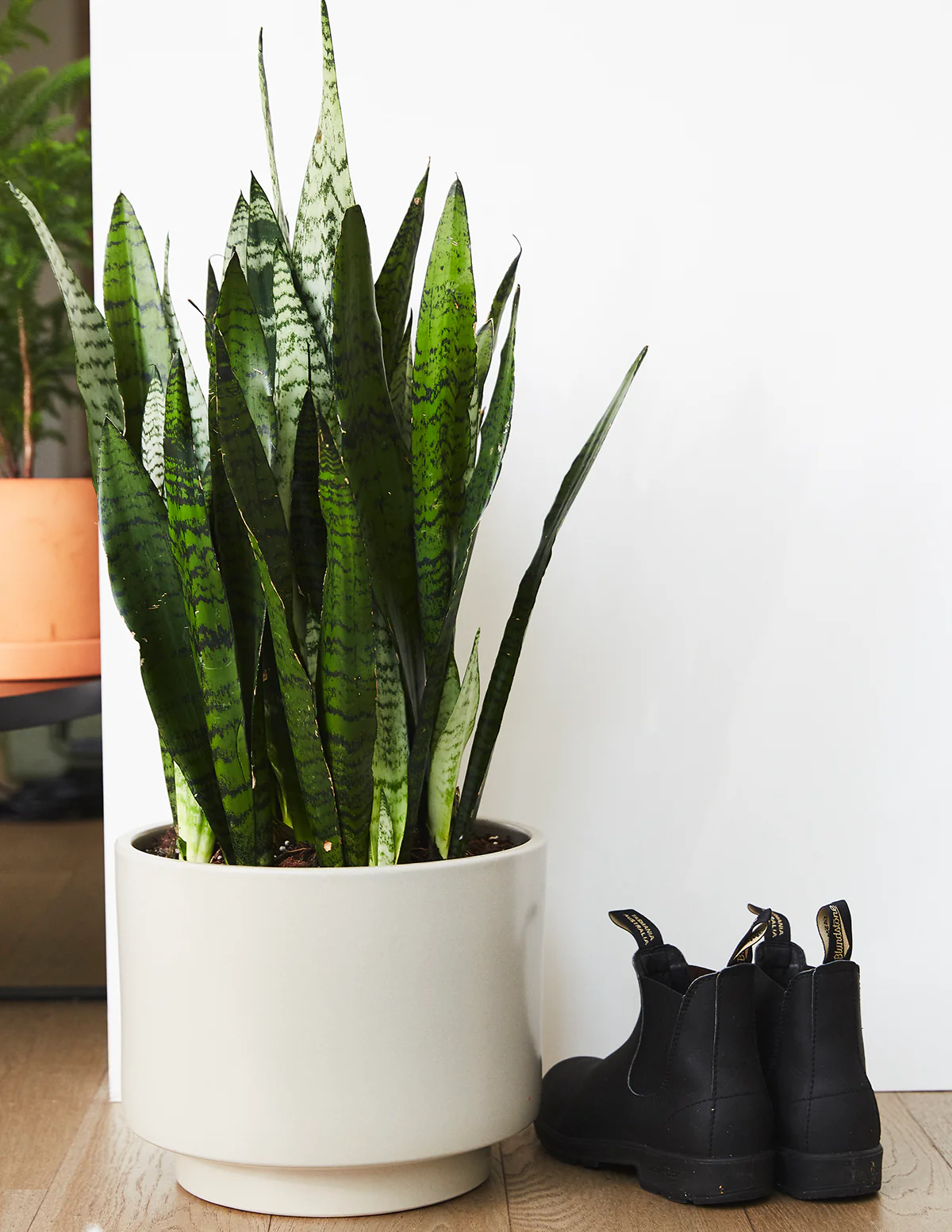 Snake Plant Zeylanica - Image 6