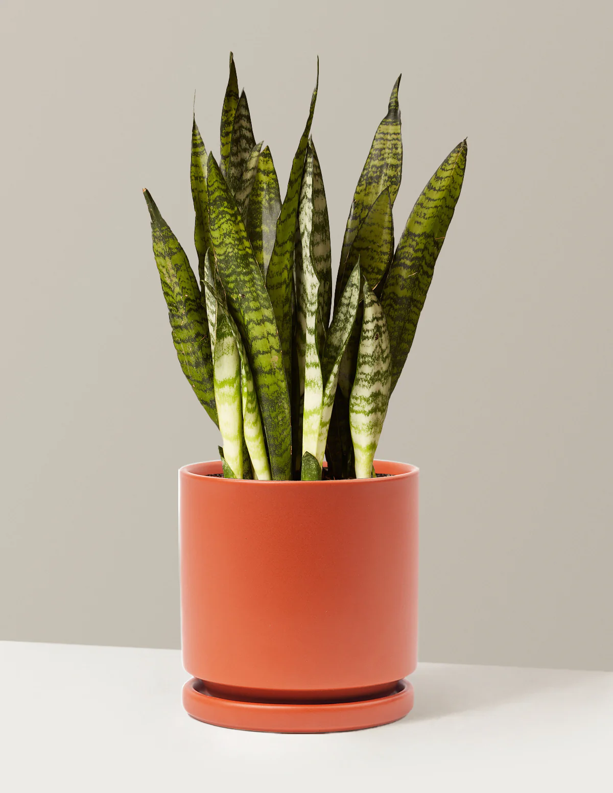 Snake Plant Zeylanica - Image 60