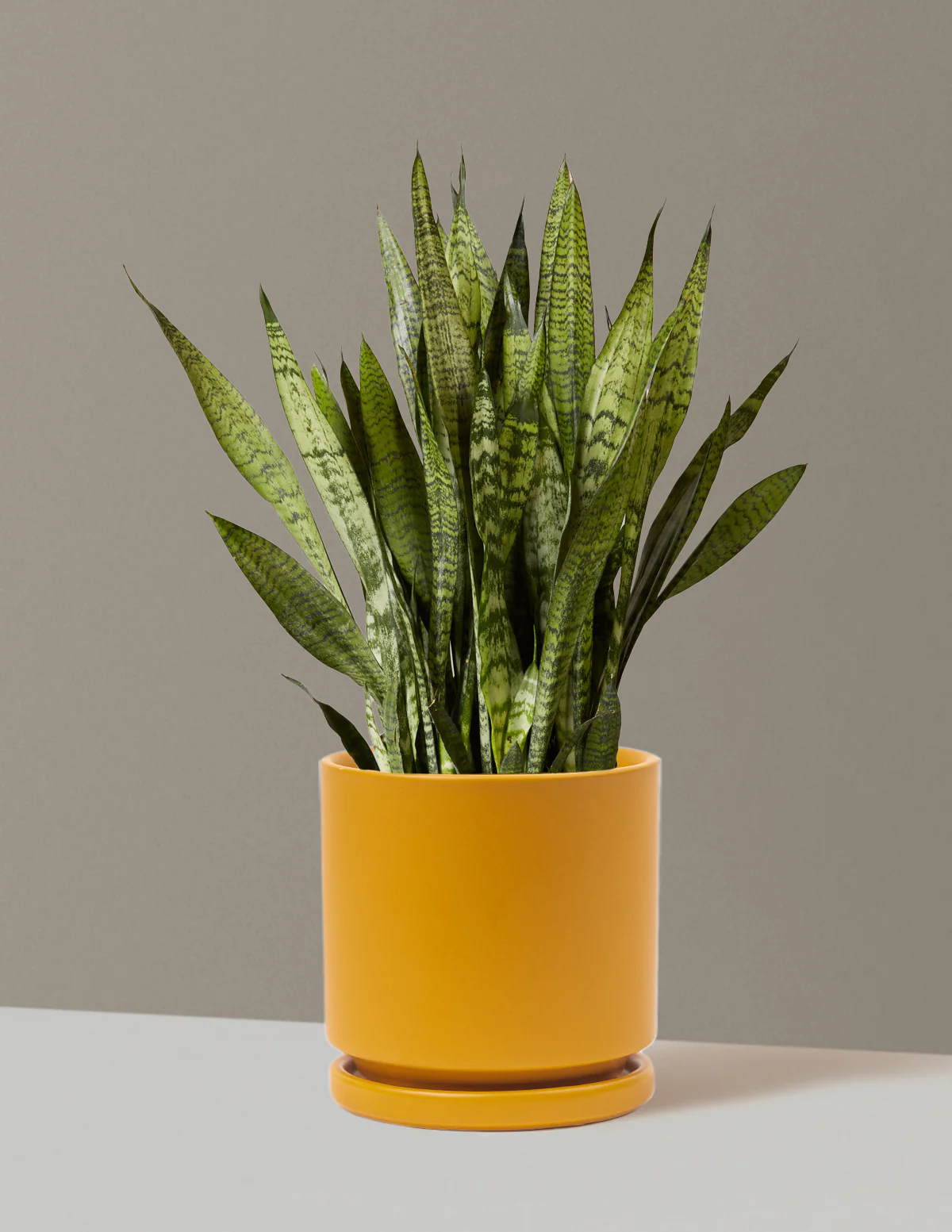 Snake Plant Zeylanica - Image 61