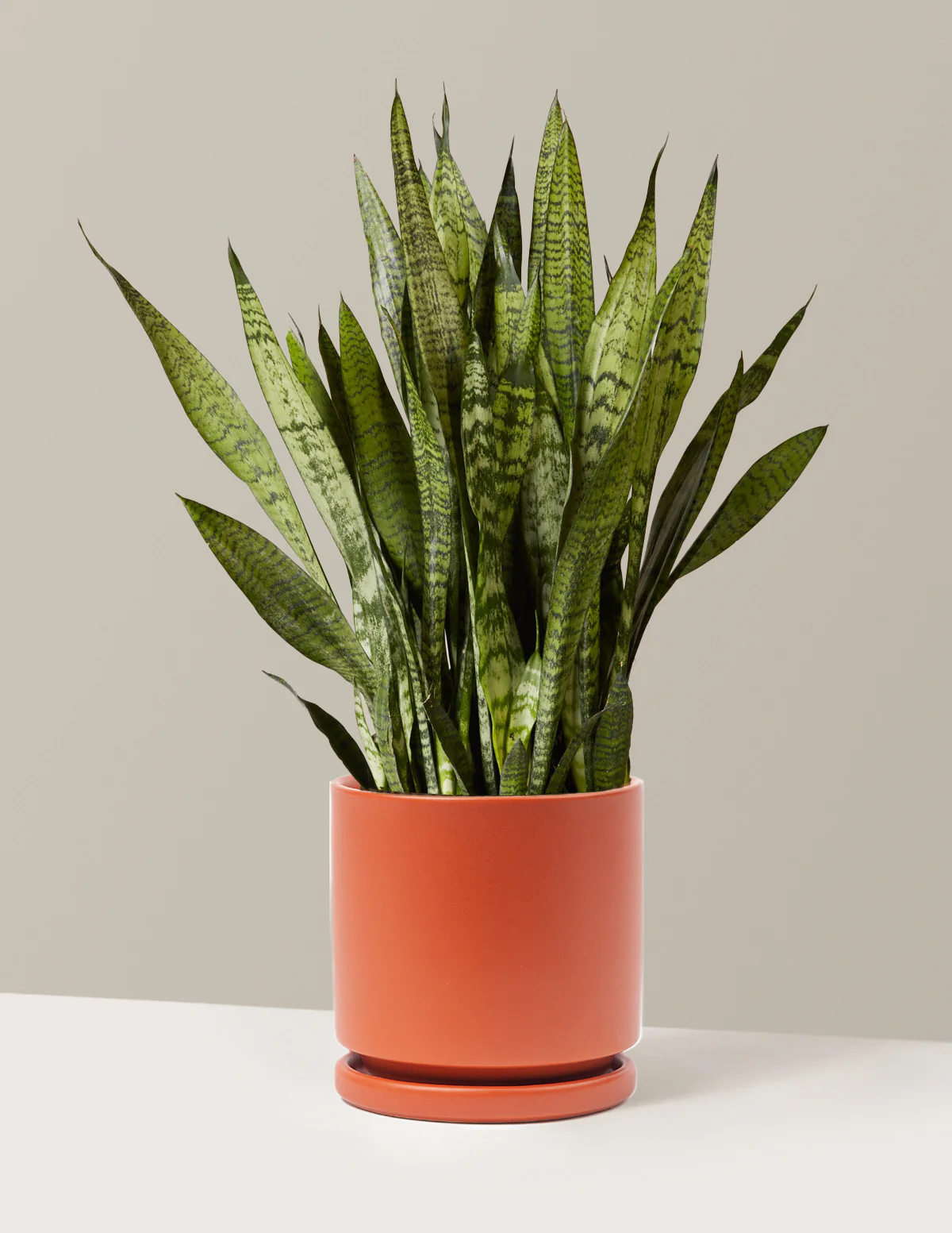 Snake Plant Zeylanica - Image 62