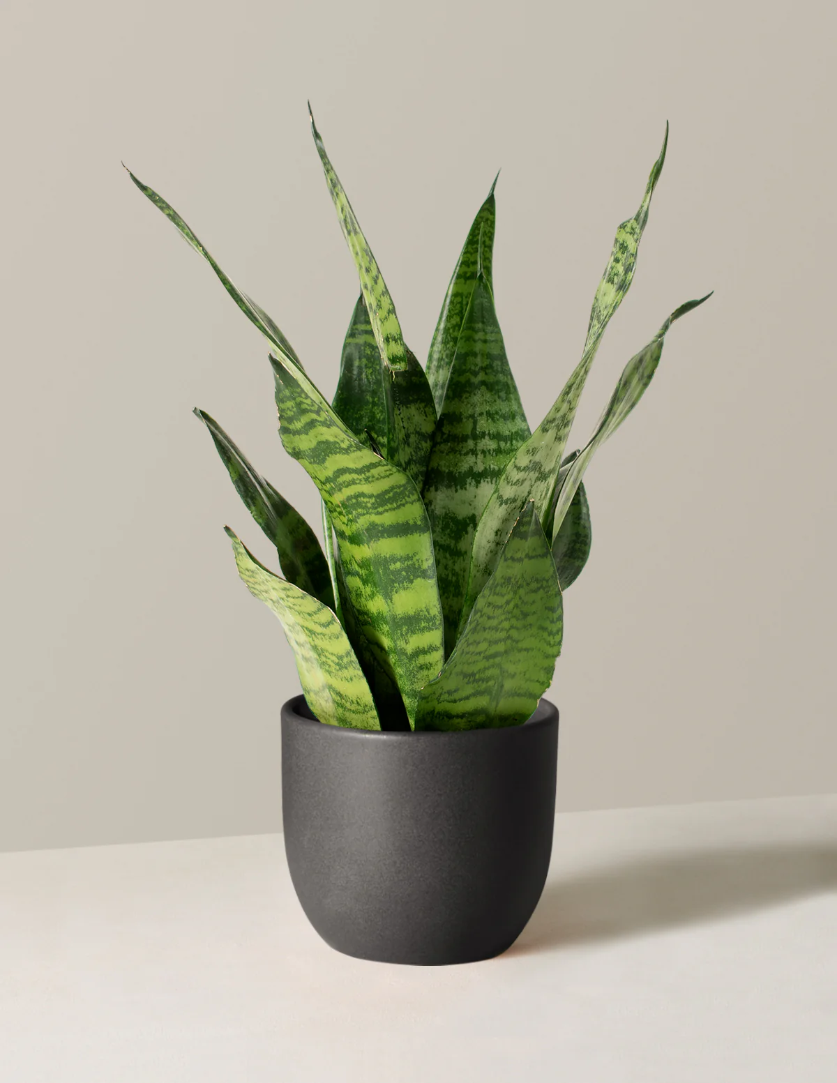 Snake Plant Zeylanica - Image 63