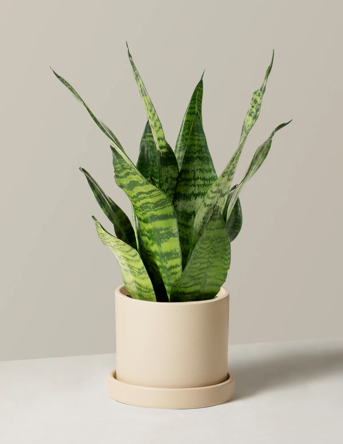 Snake Plant Zeylanica - Image 64