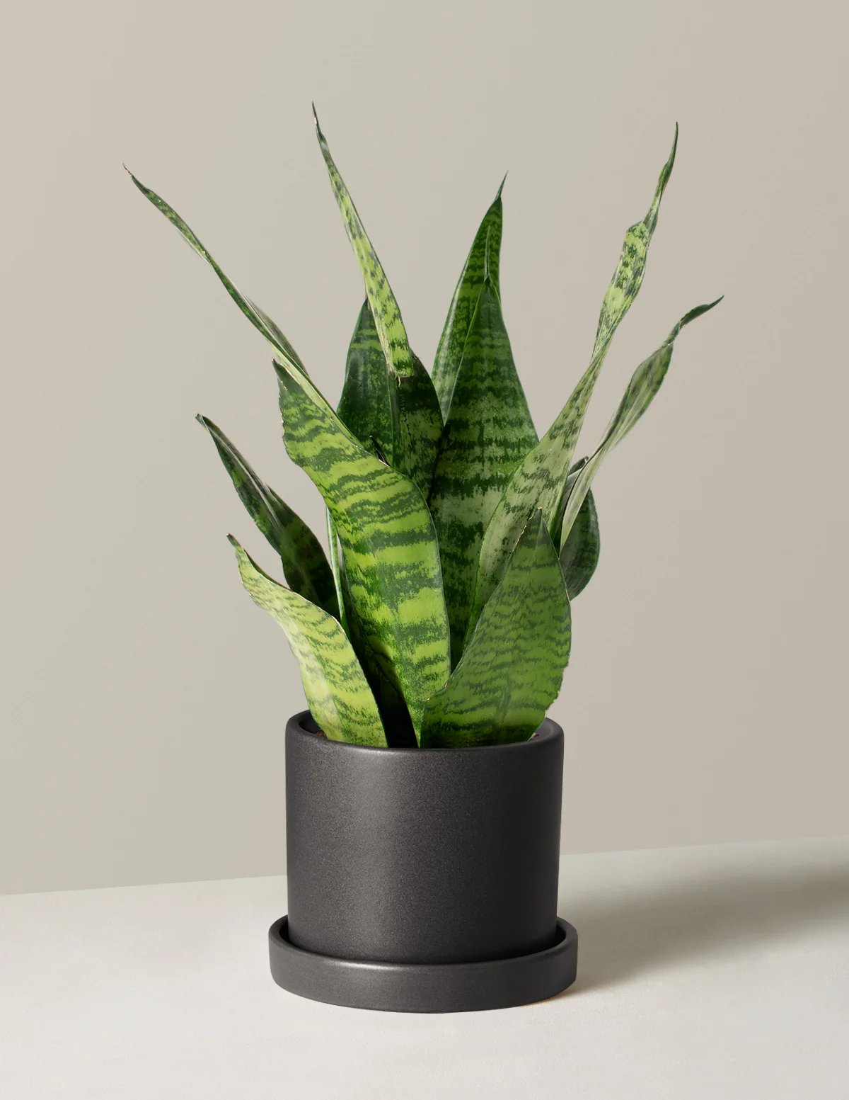 Snake Plant Zeylanica - Image 65