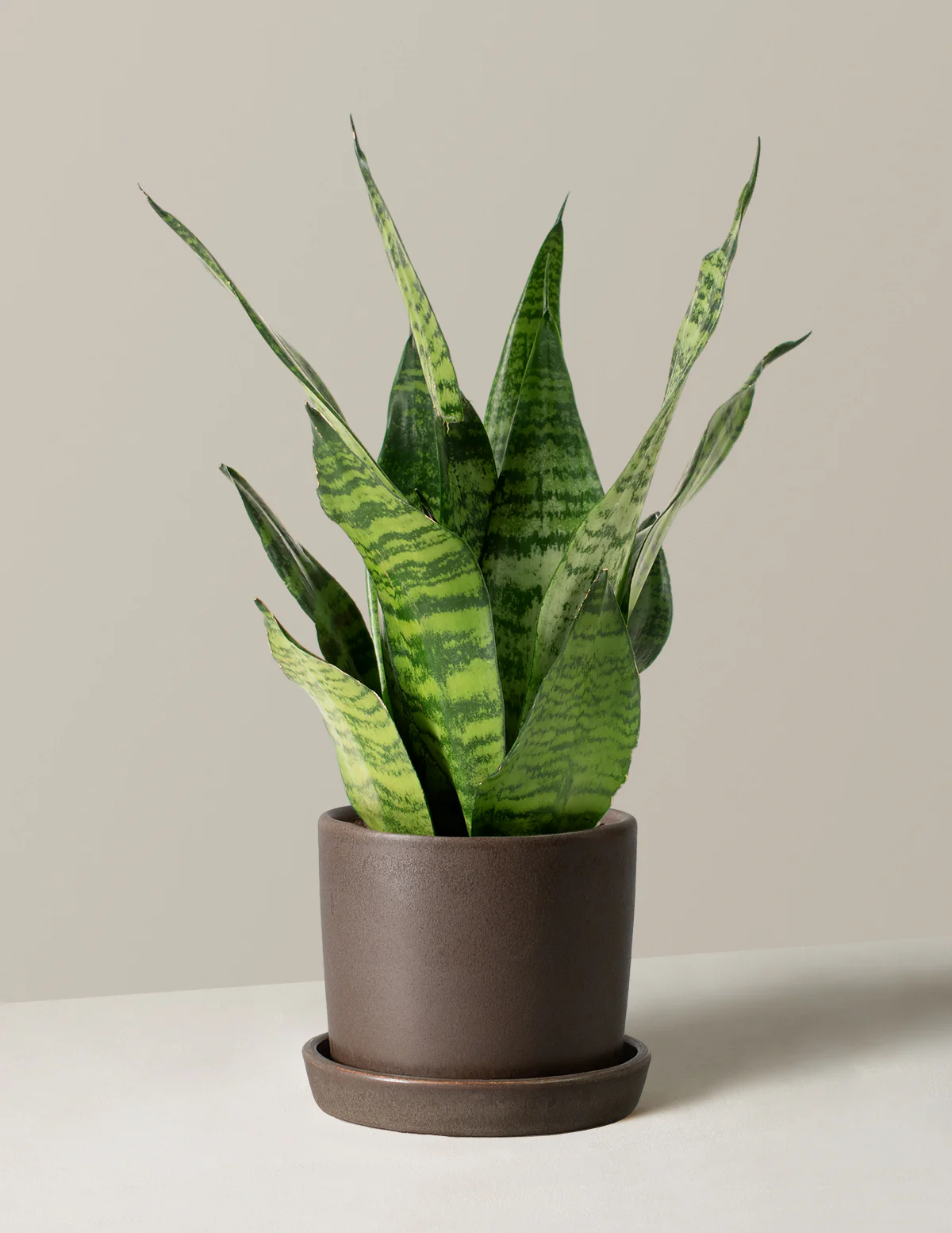 Snake Plant Zeylanica - Image 66