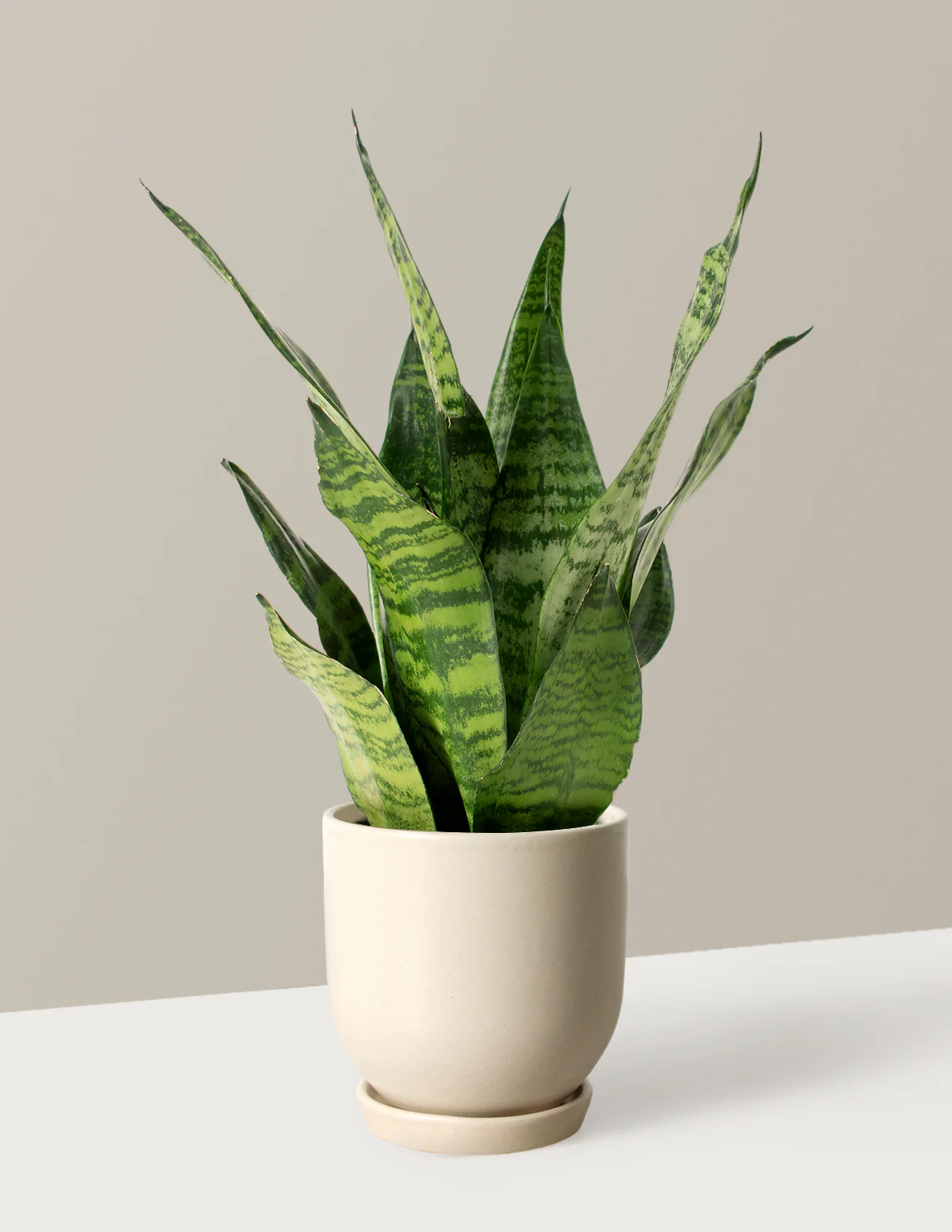 Snake Plant Zeylanica - Image 67