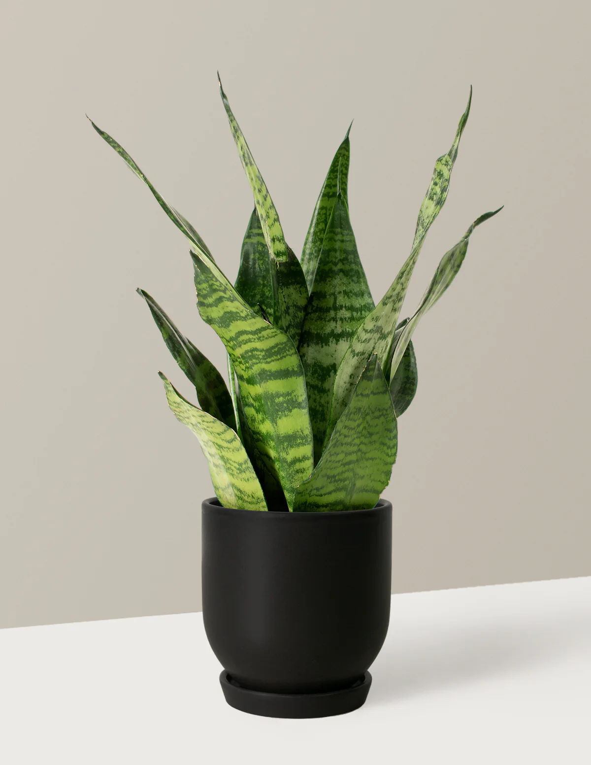Snake Plant Zeylanica - Image 68