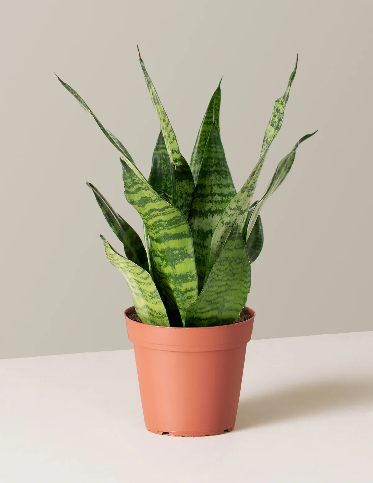 Snake Plant Zeylanica - Image 69