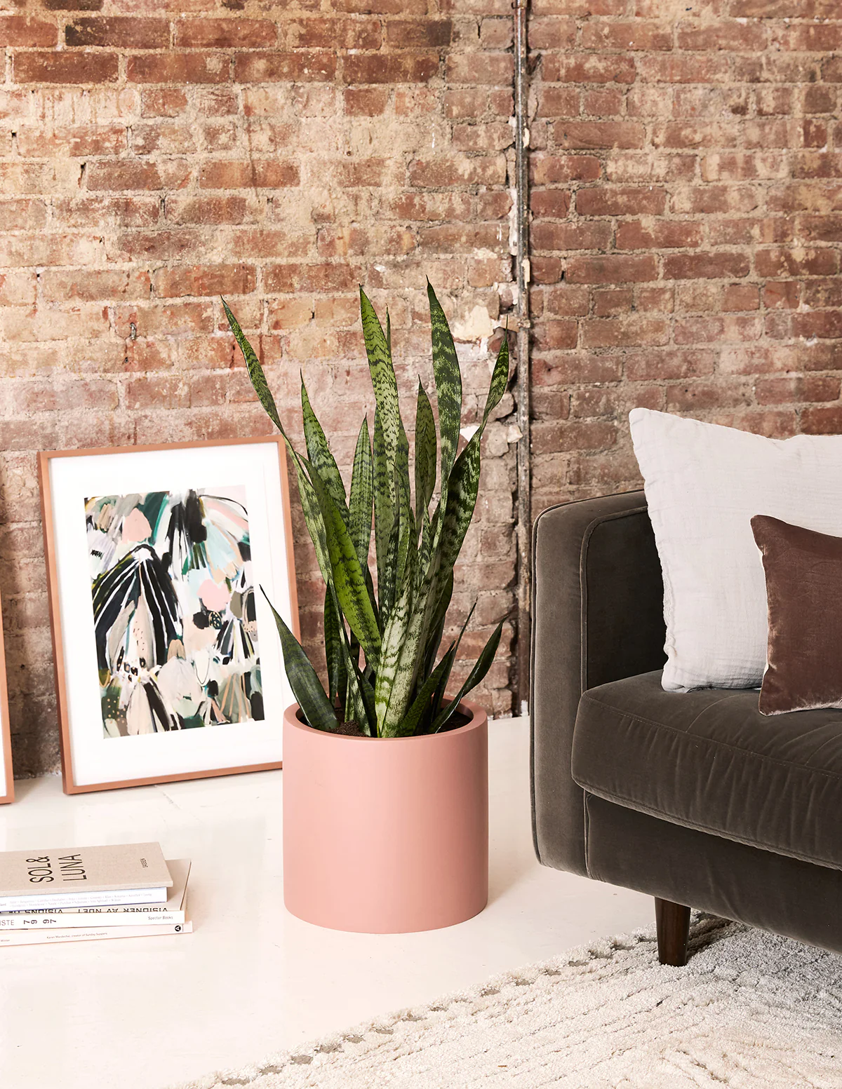 Snake Plant Zeylanica - Image 7