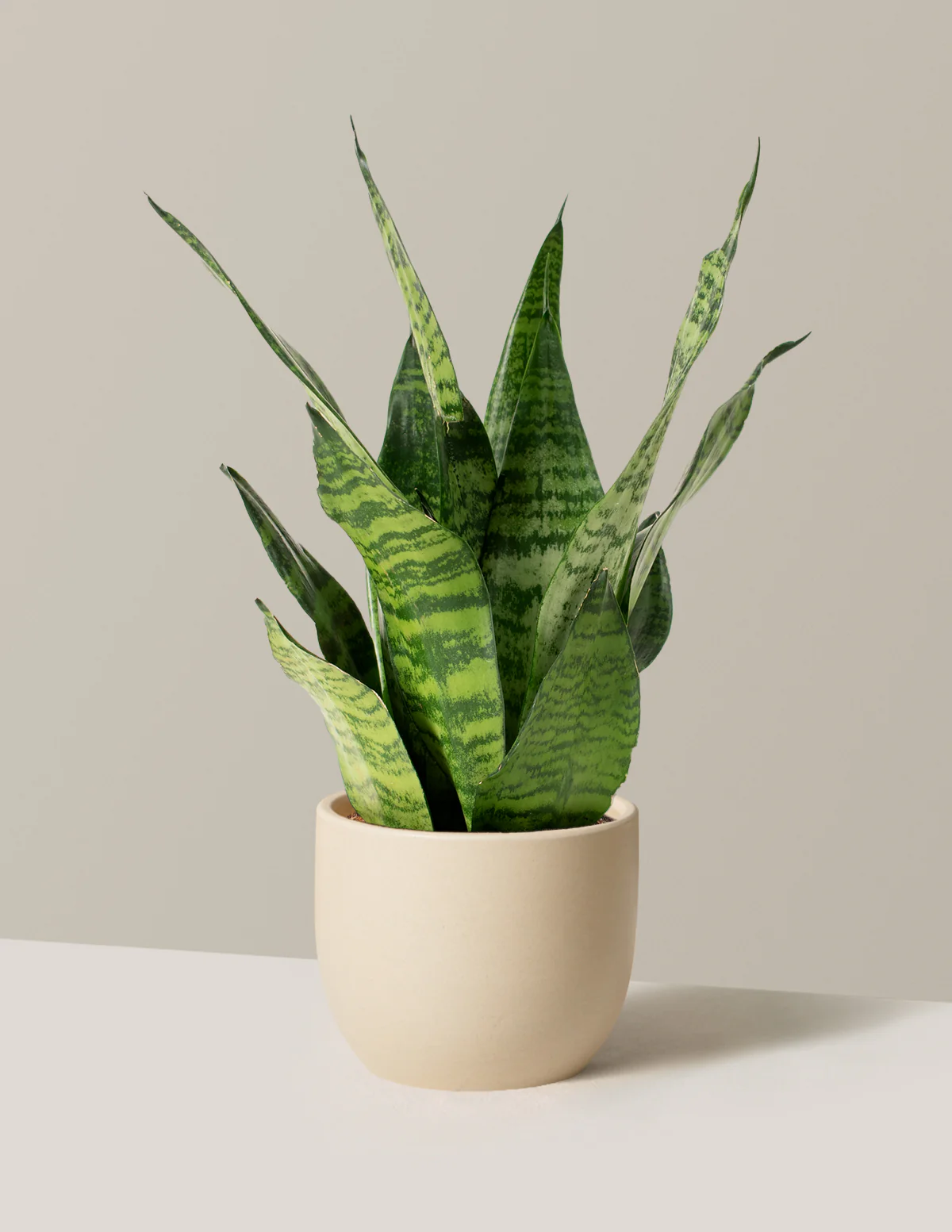 Snake Plant Zeylanica - Image 70