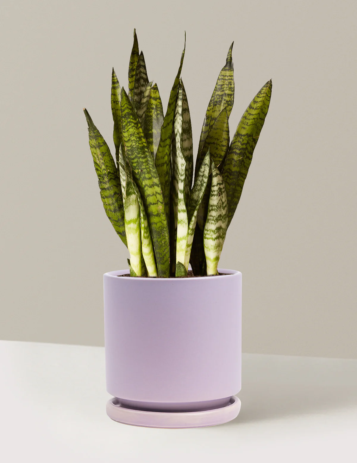 Snake Plant Zeylanica - Image 71