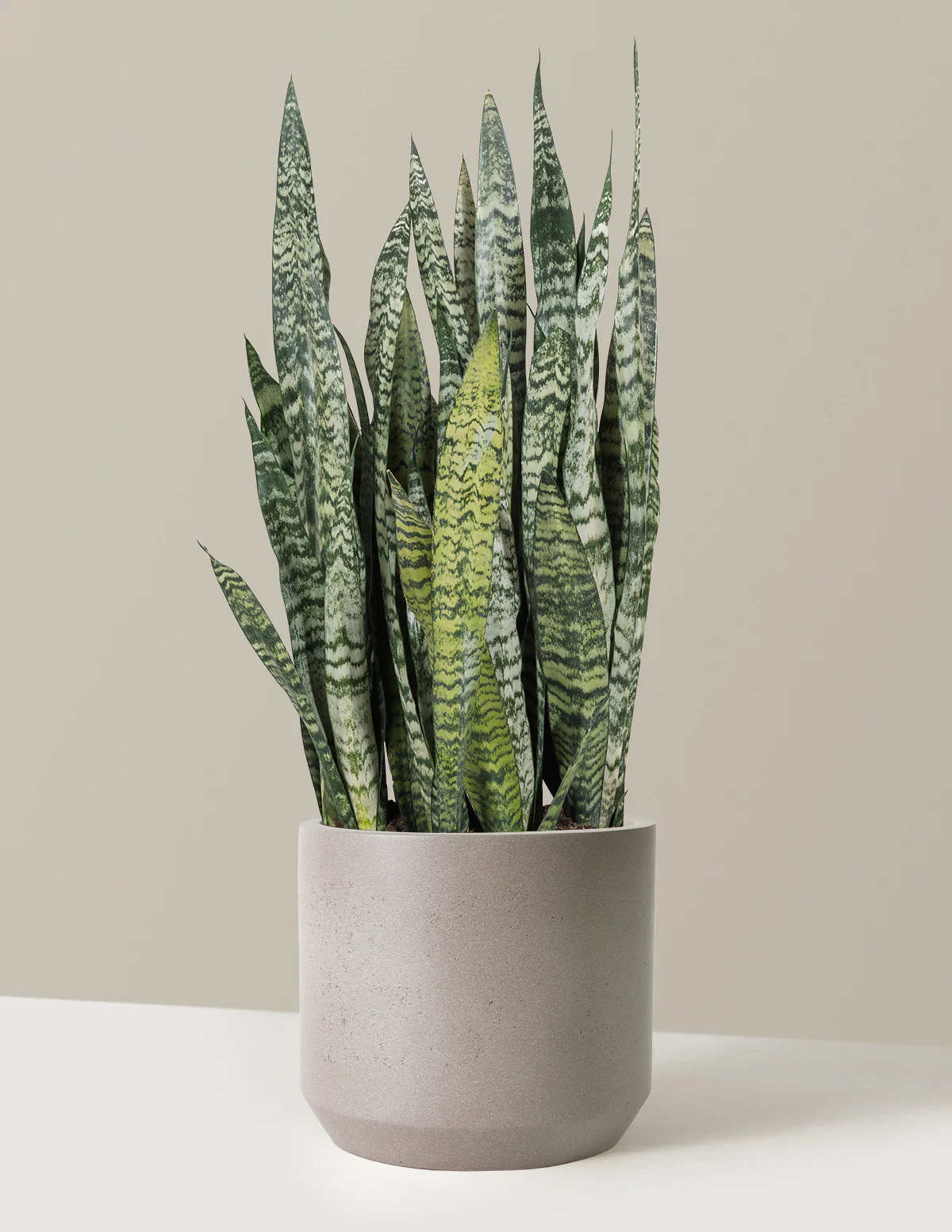 Snake Plant Zeylanica - Image 72