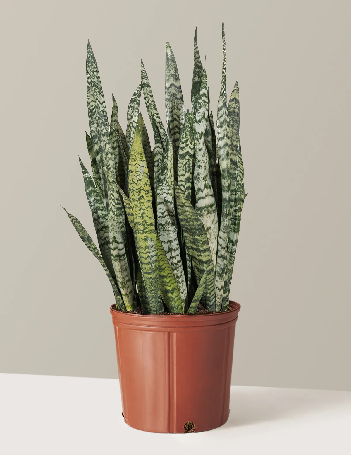 Snake Plant Zeylanica - Image 73
