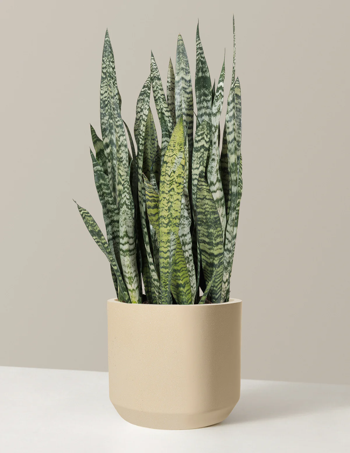 Snake Plant Zeylanica - Image 74