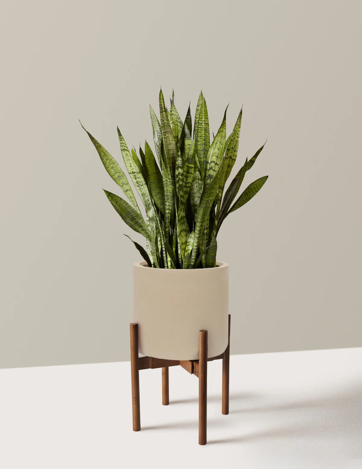 Snake Plant Zeylanica - Image 75