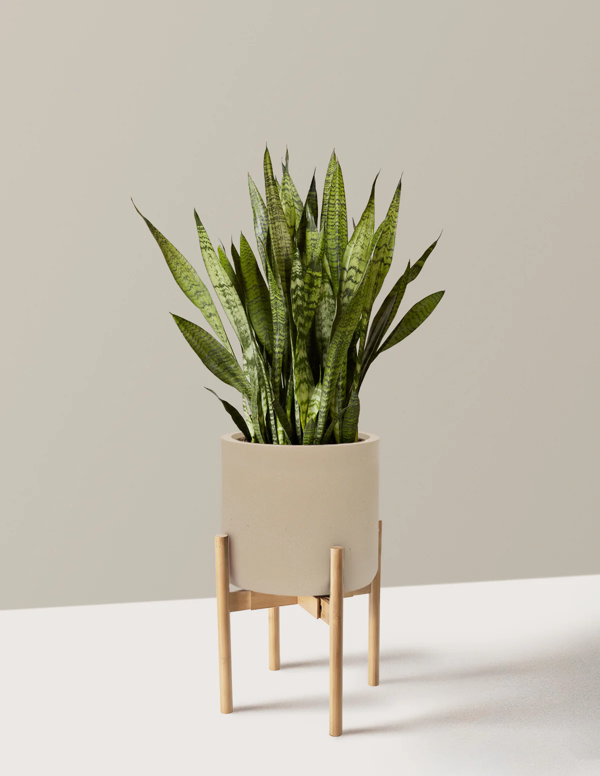 Snake Plant Zeylanica - Image 76