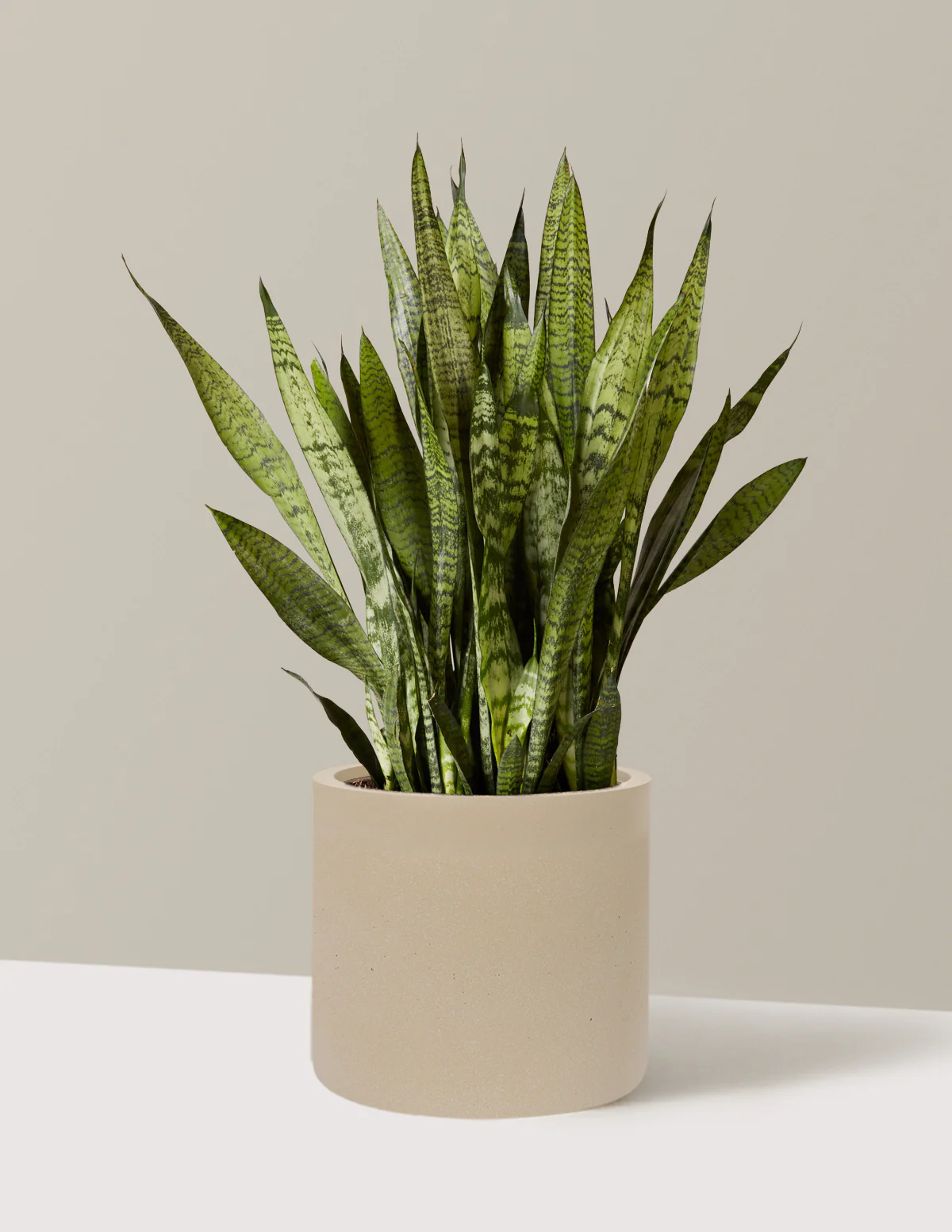 Snake Plant Zeylanica - Image 77