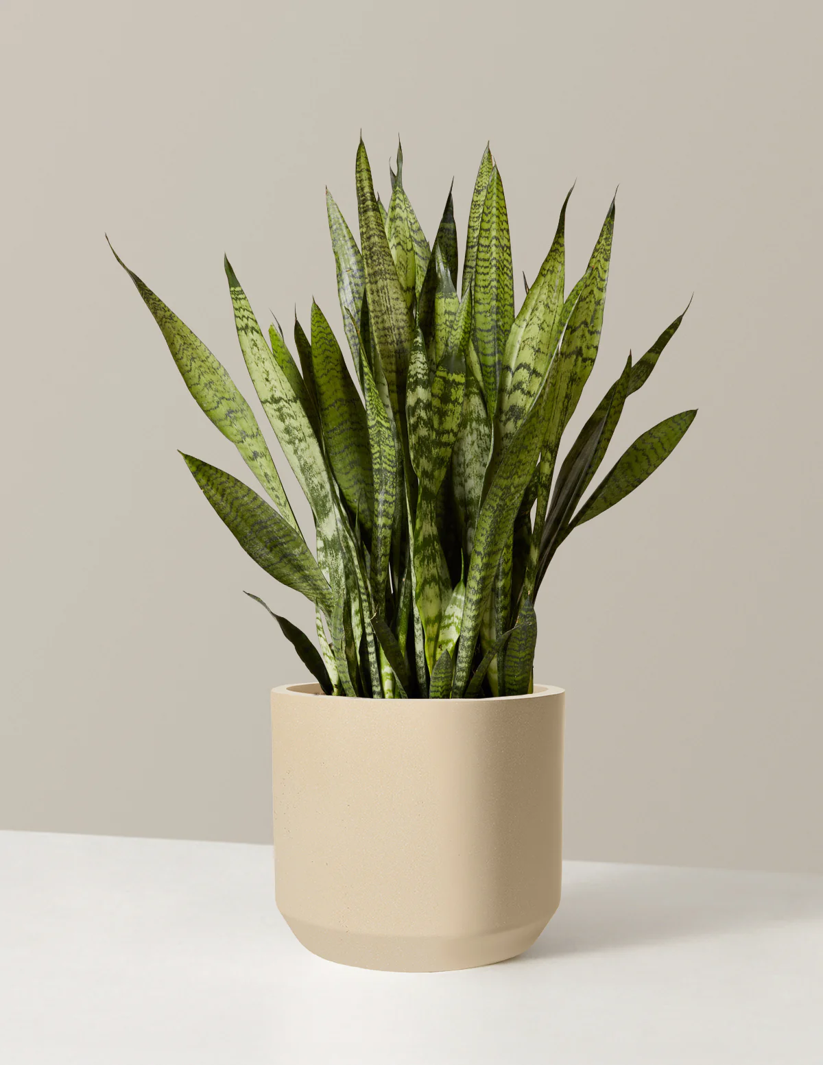 Snake Plant Zeylanica - Image 78