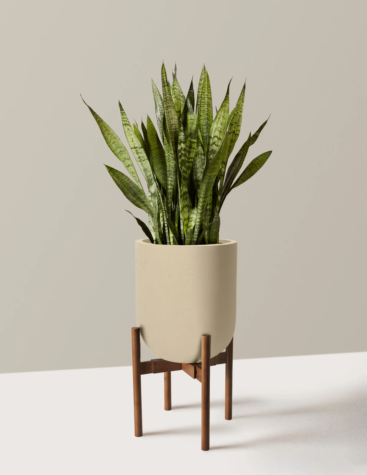 Snake Plant Zeylanica - Image 79