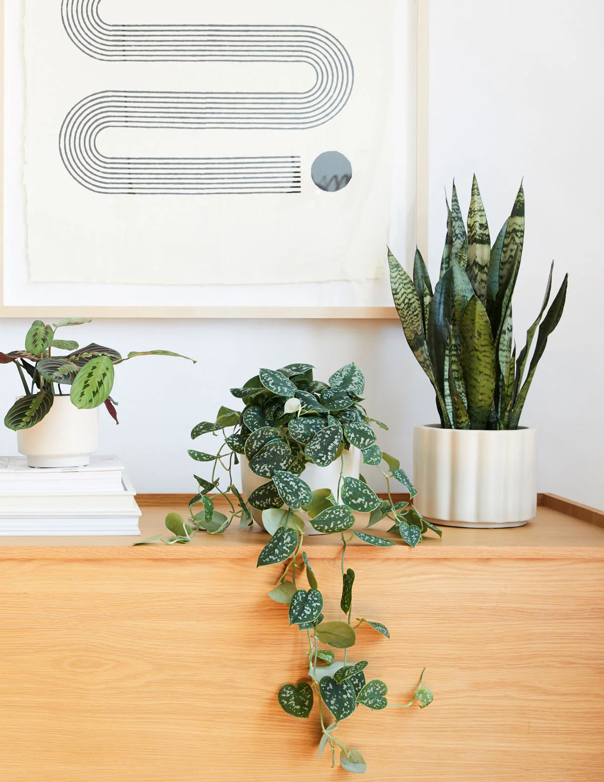 Snake Plant Zeylanica - Image 8