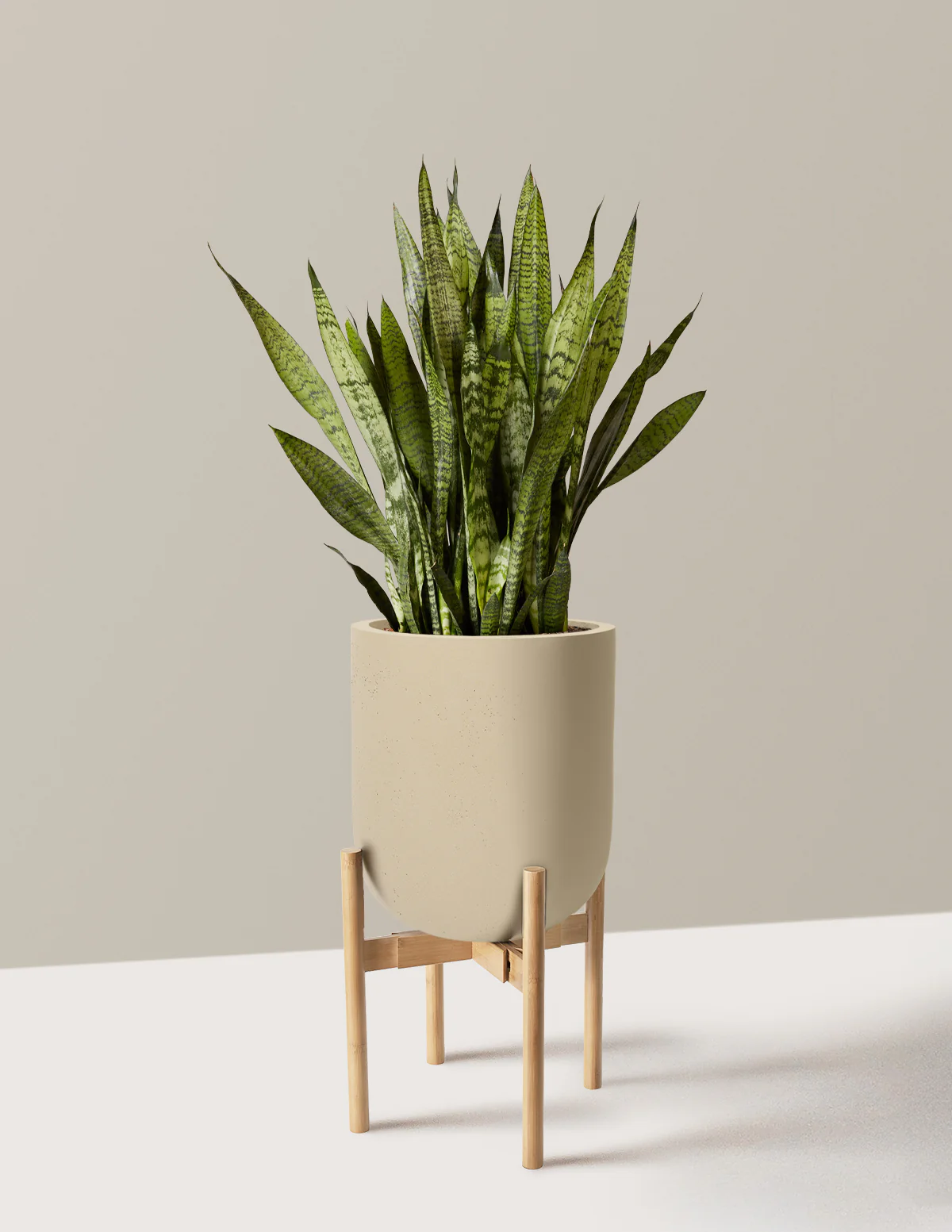Snake Plant Zeylanica - Image 80