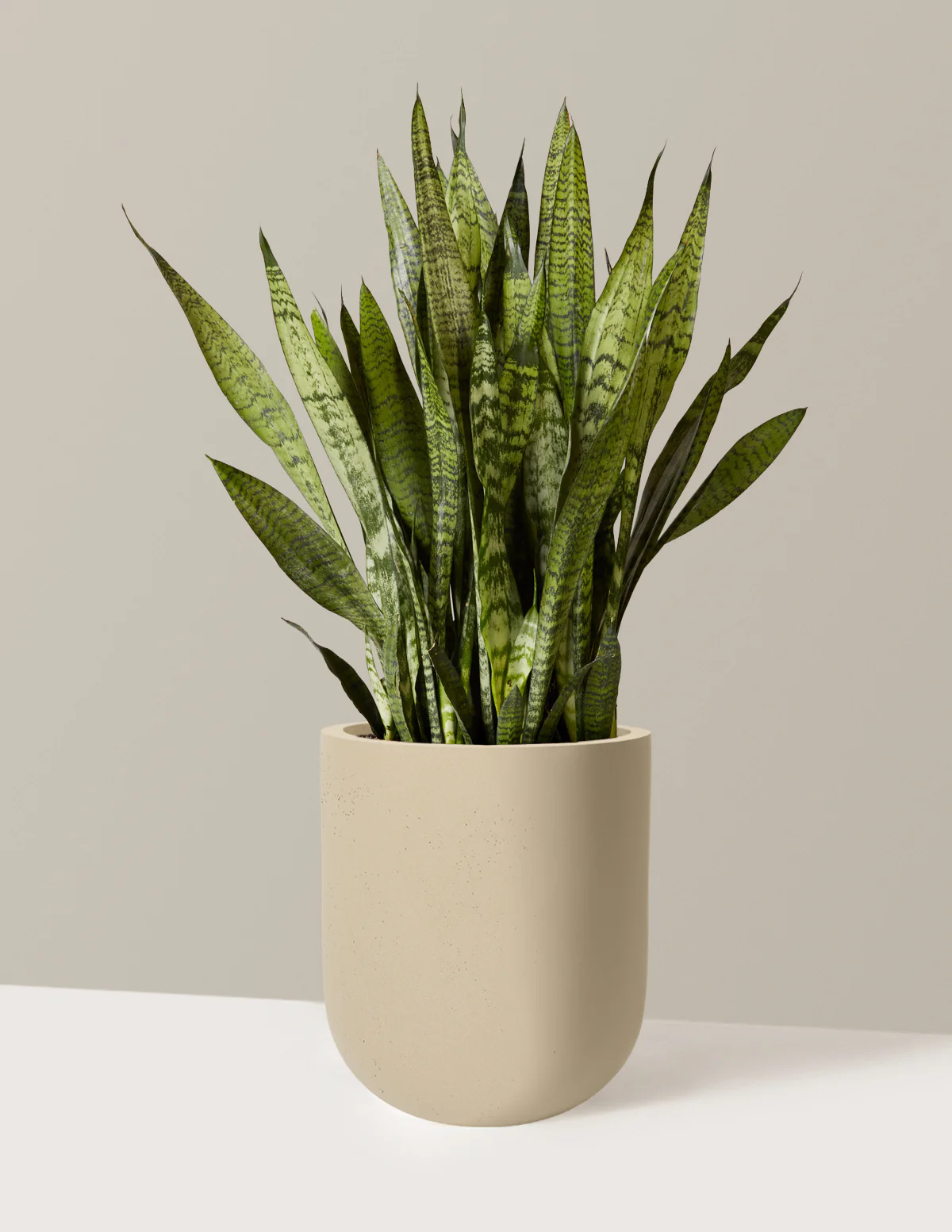 Snake Plant Zeylanica - Image 81