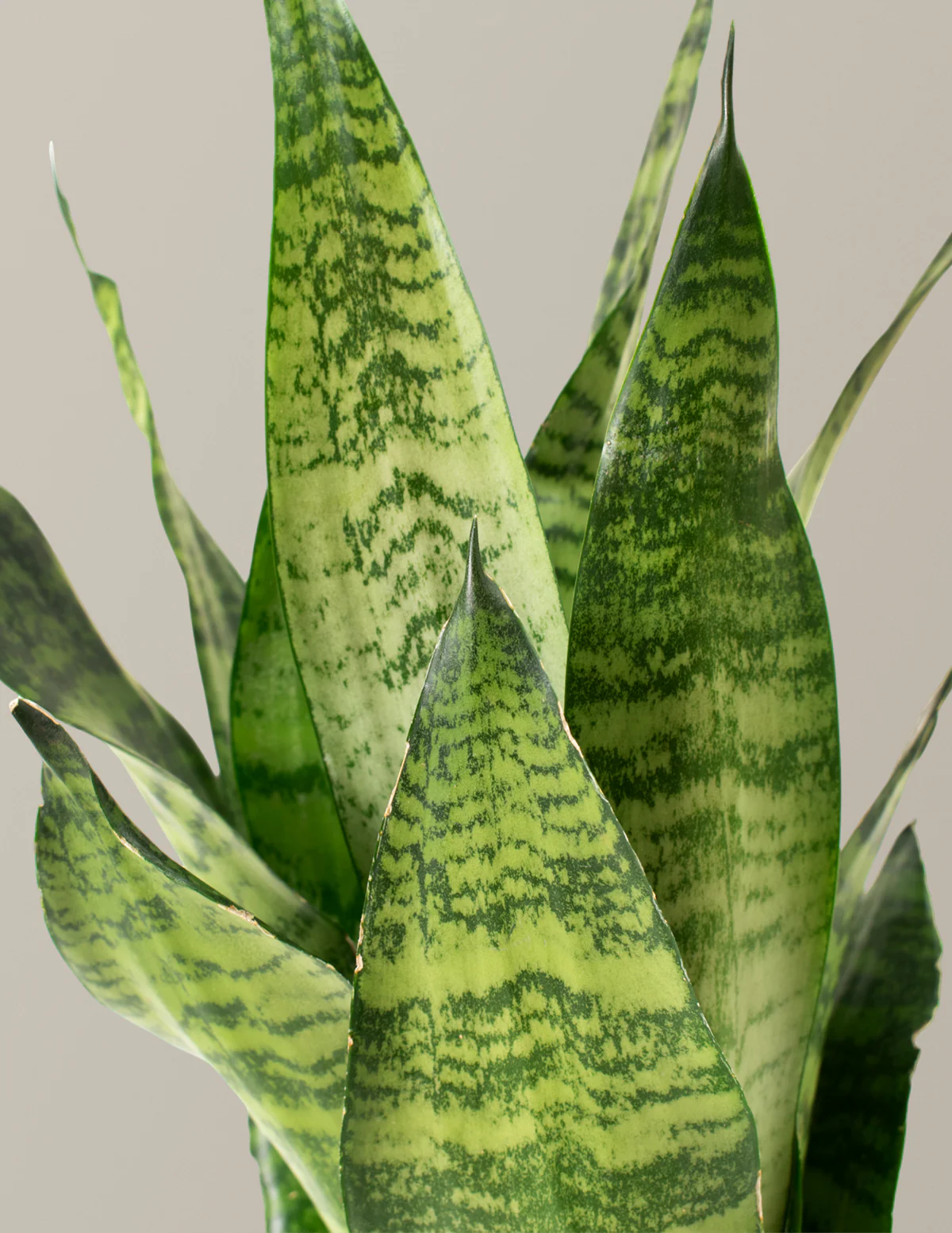 Snake Plant Zeylanica - Image 9